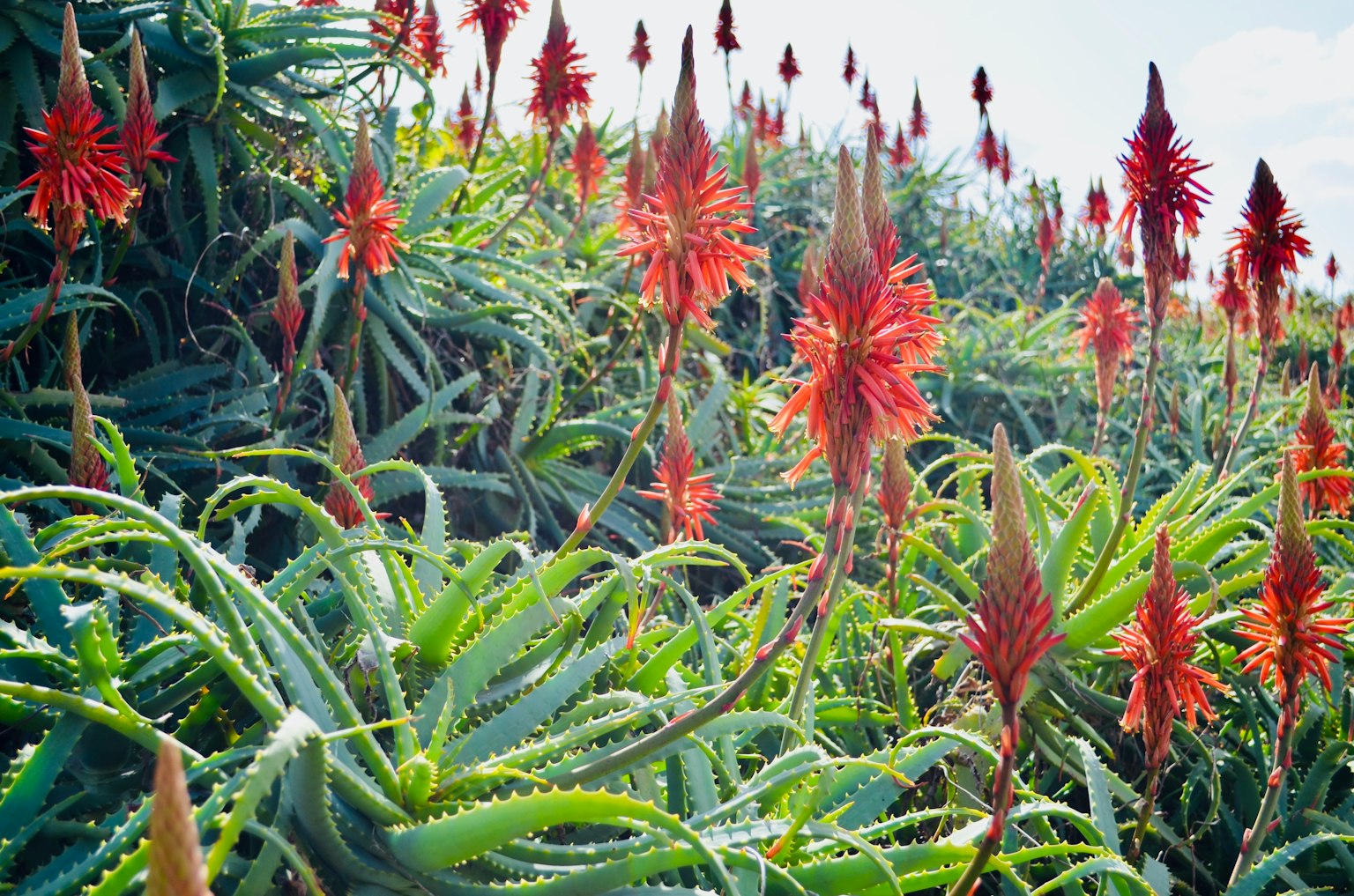 Paysage de plantes d'aloe avec des fleurs rouges vives