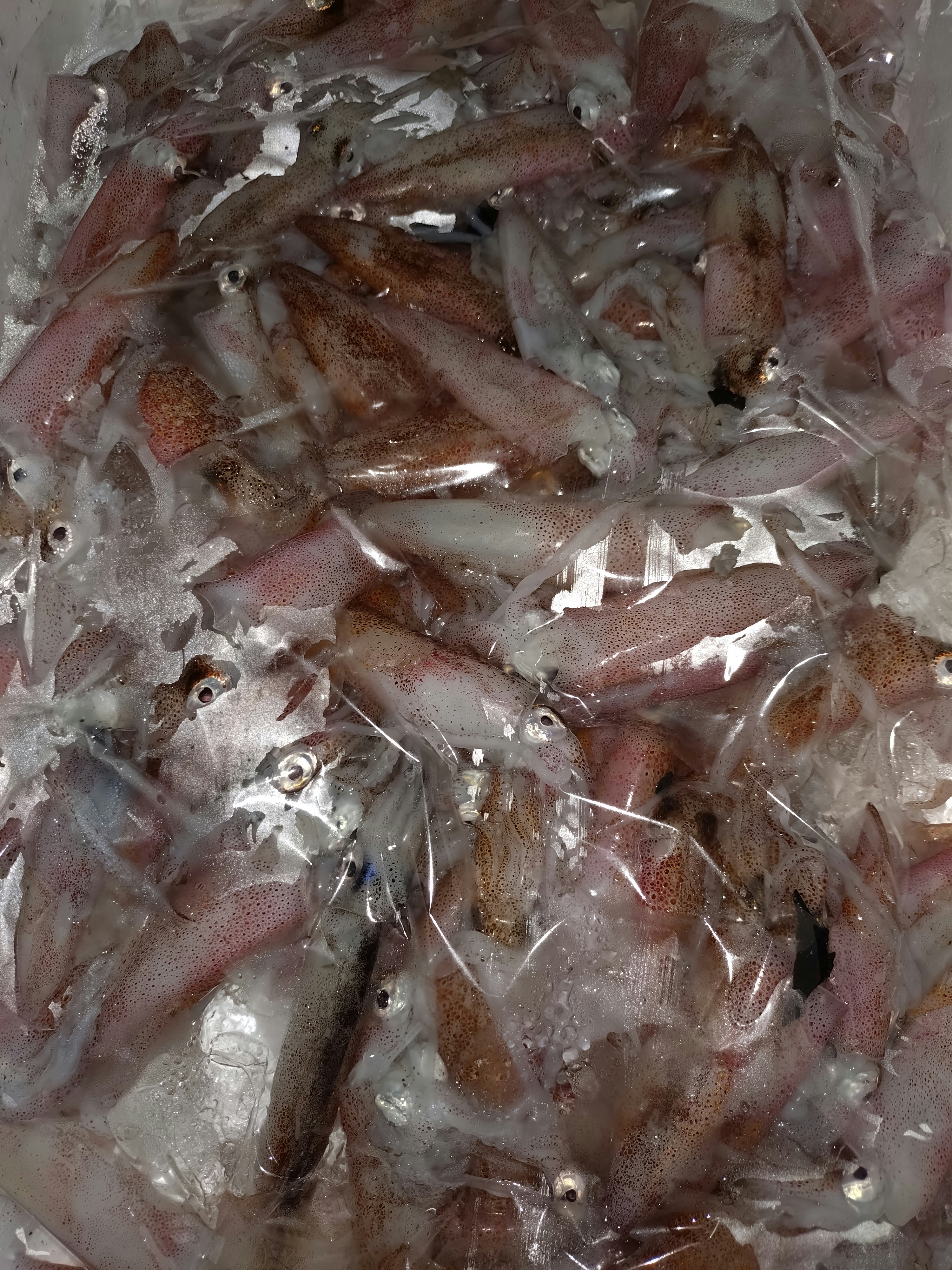 冰上的魷魚與小魚