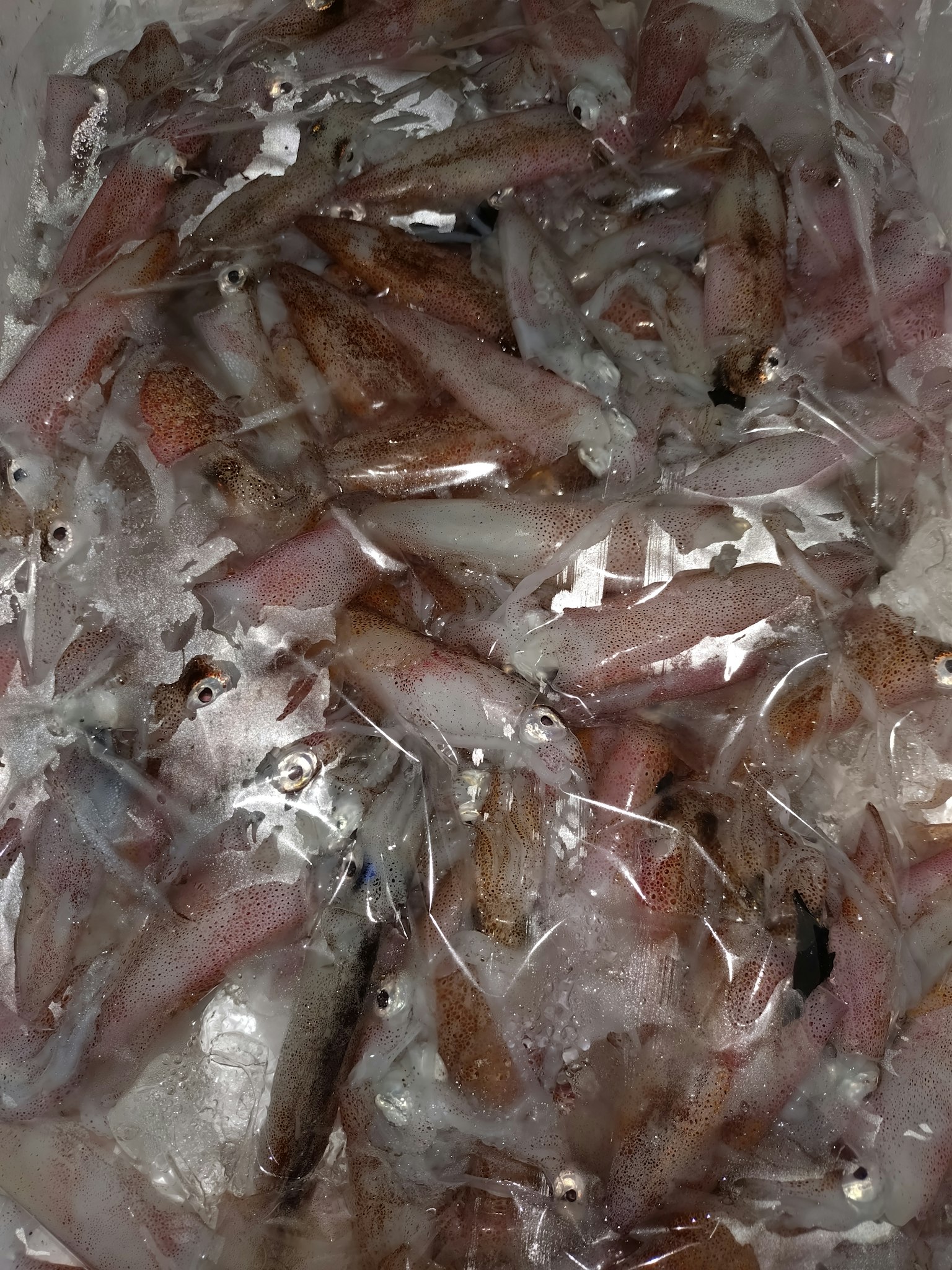 Petits poissons emballés dans un sac transparent