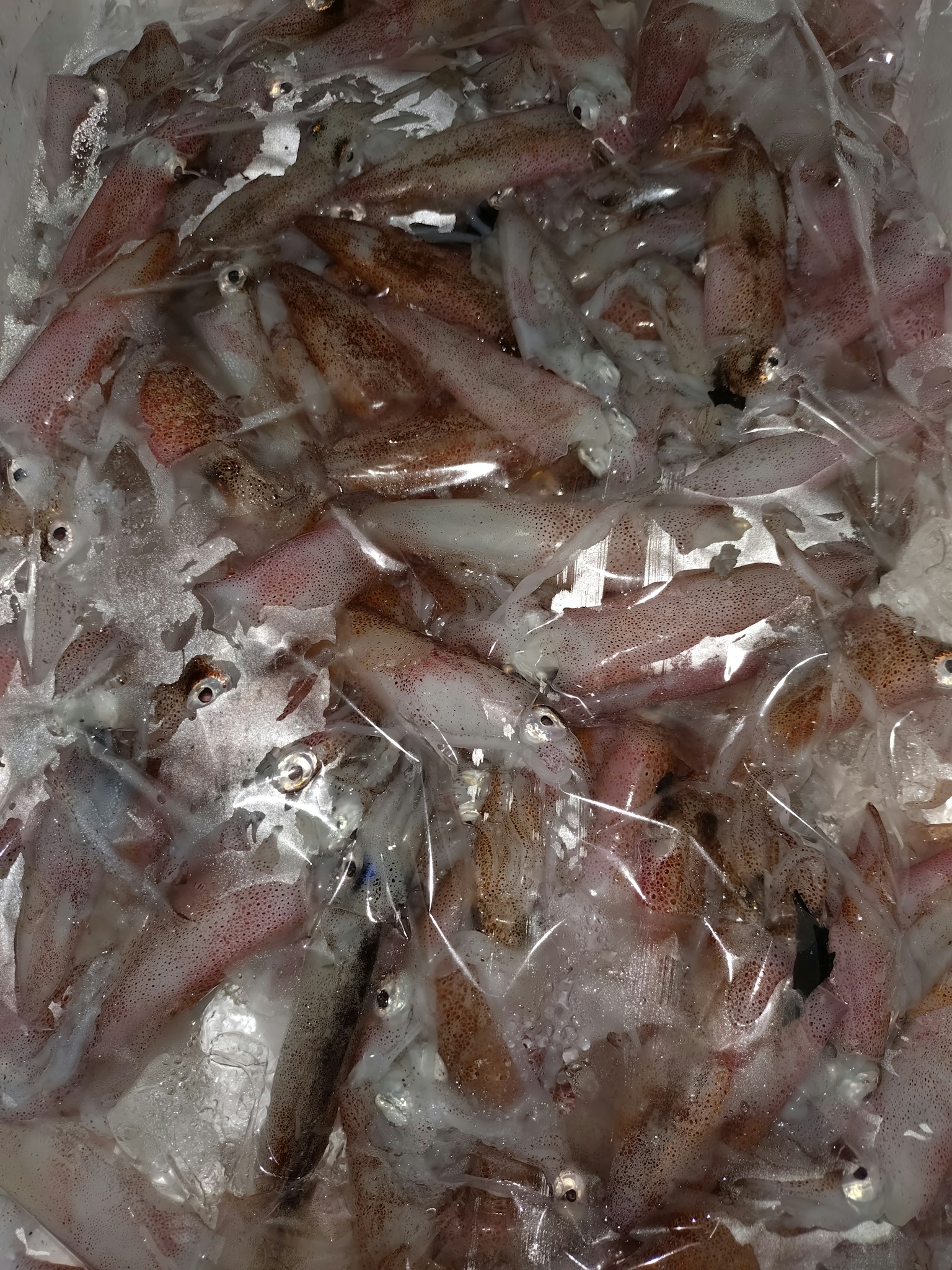 Peces pequeños empaquetados en una bolsa transparente