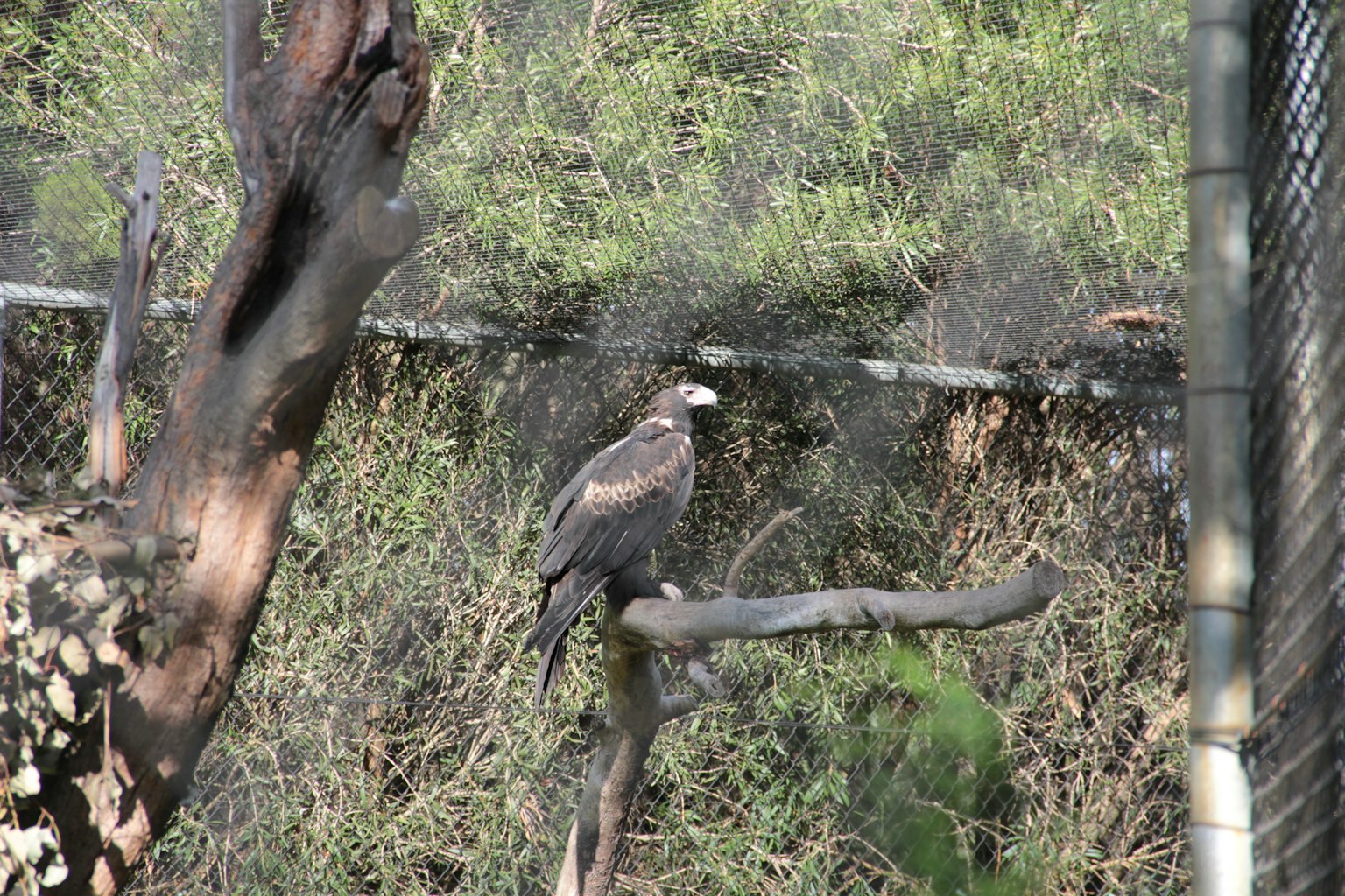 Seekor burung bertengger di cabang di belakang pagar