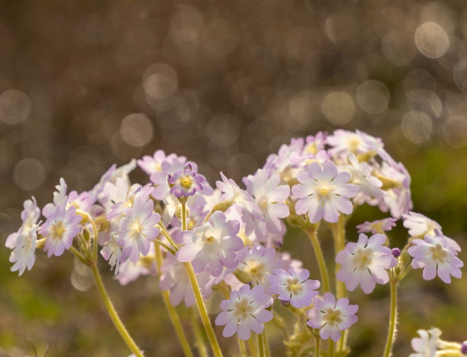 薄紫色の花が咲いている植物のクローズアップ背景はぼかし