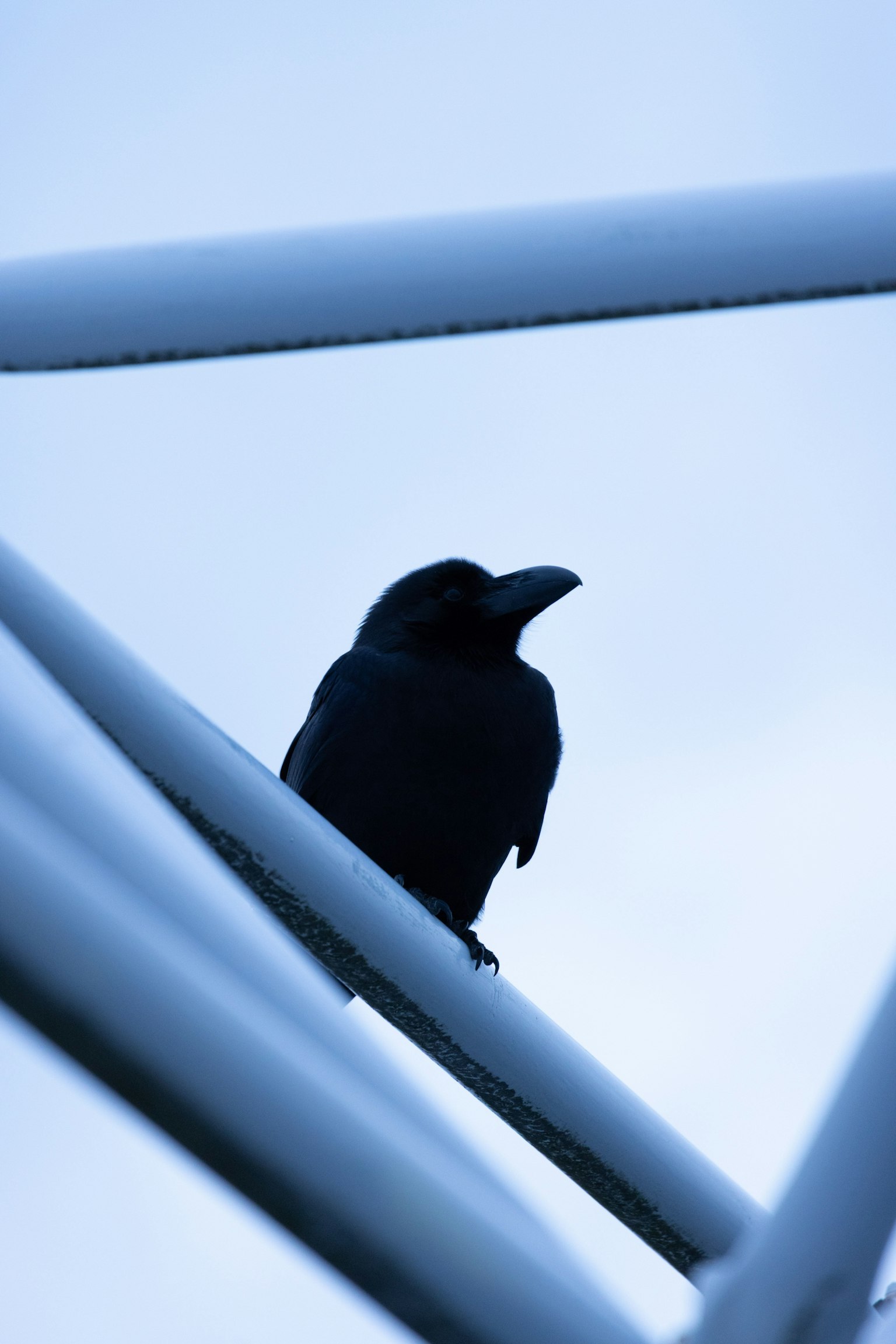 Un cuervo negro posado entre estructuras blancas bajo un cielo azul