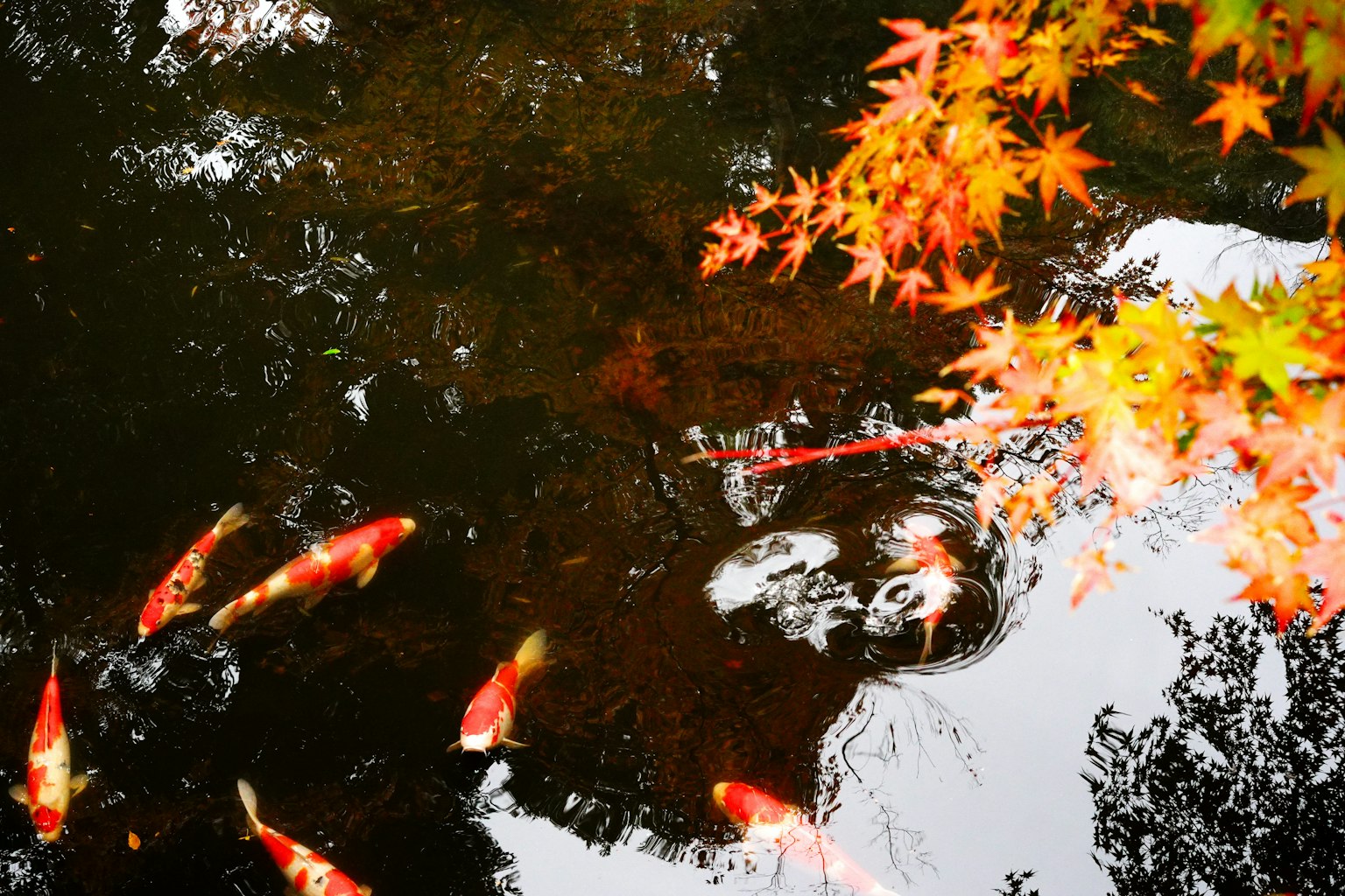 photo-Cndm14jPqf1Wcuwm5Hs0-image