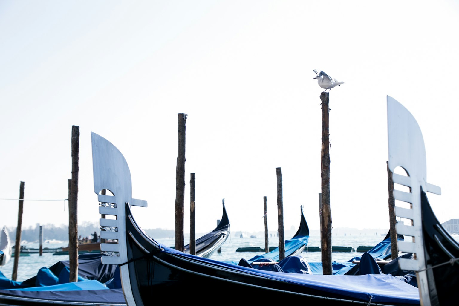 photo-CntVSLgg0veUnub4HSxB-image