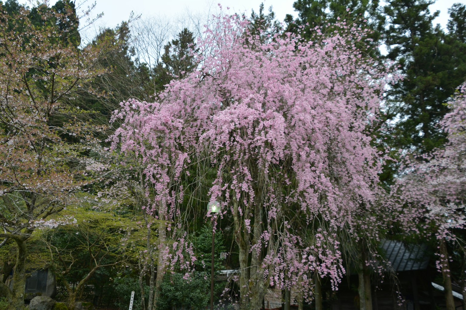 photo-Co1Ga1tPcgkoPSSnhOwL-image