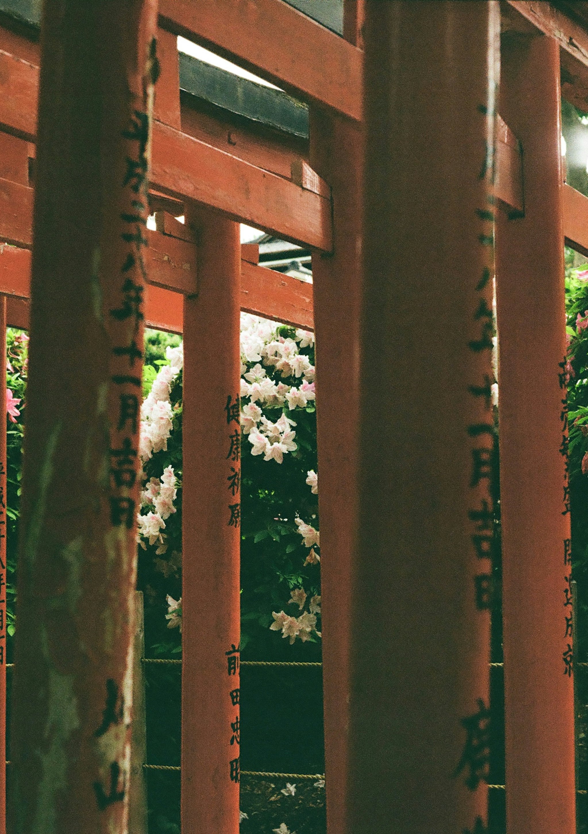 鳥居の間から見える花と緑の庭