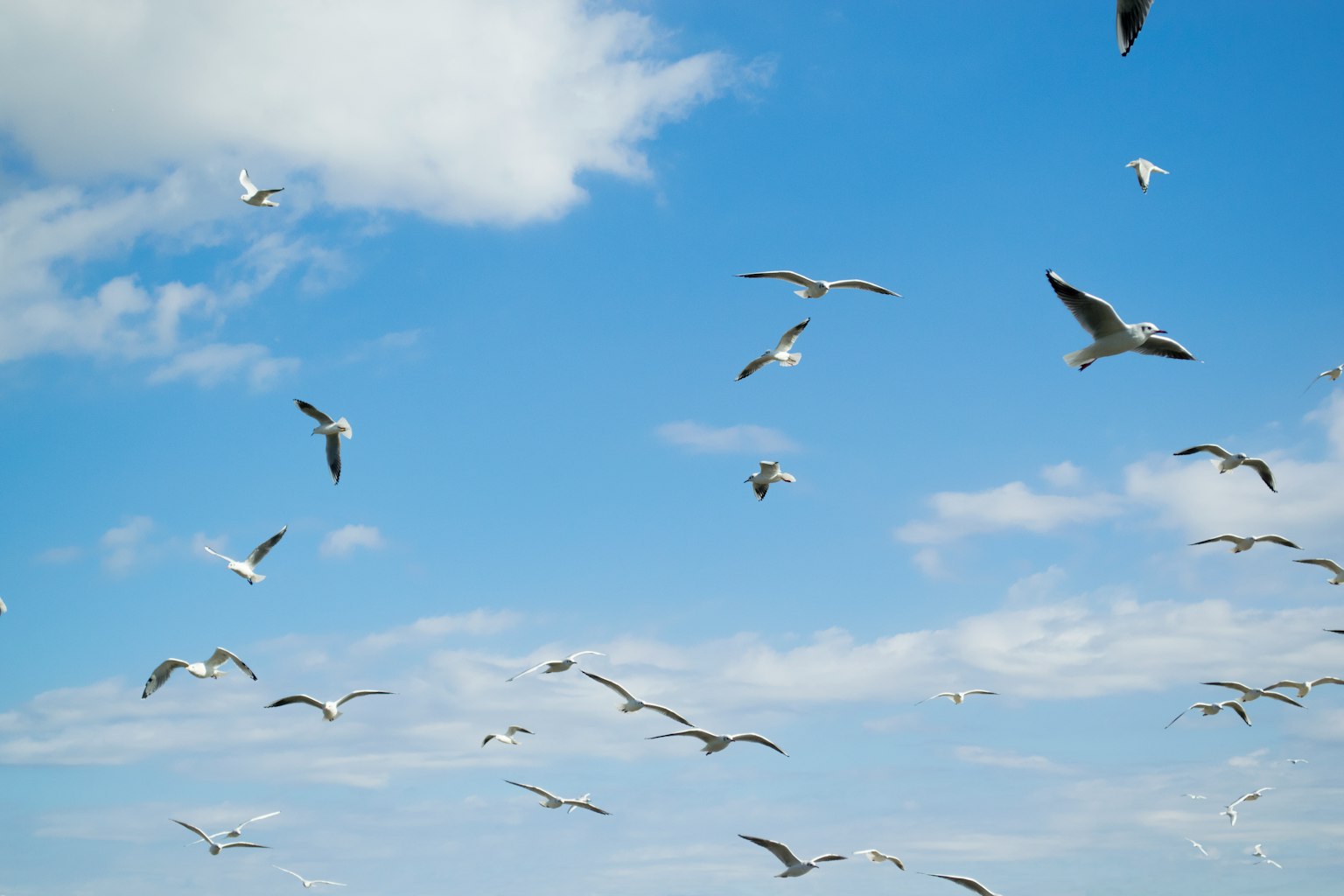Eine Schar von Möwen, die vor einem blauen Himmel fliegen