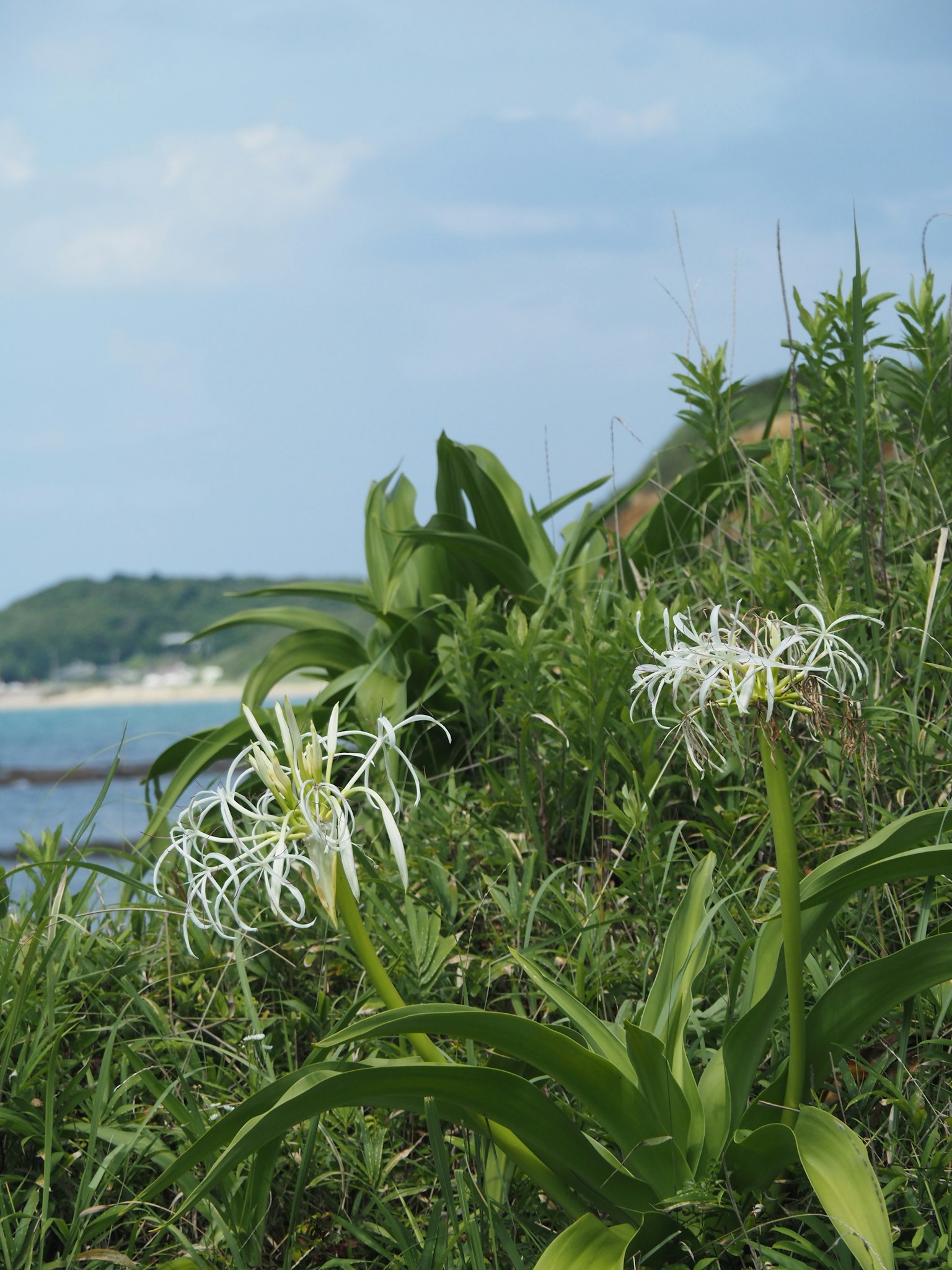 Vista panoramica di fiori bianchi e foglie verdi sulla spiaggia