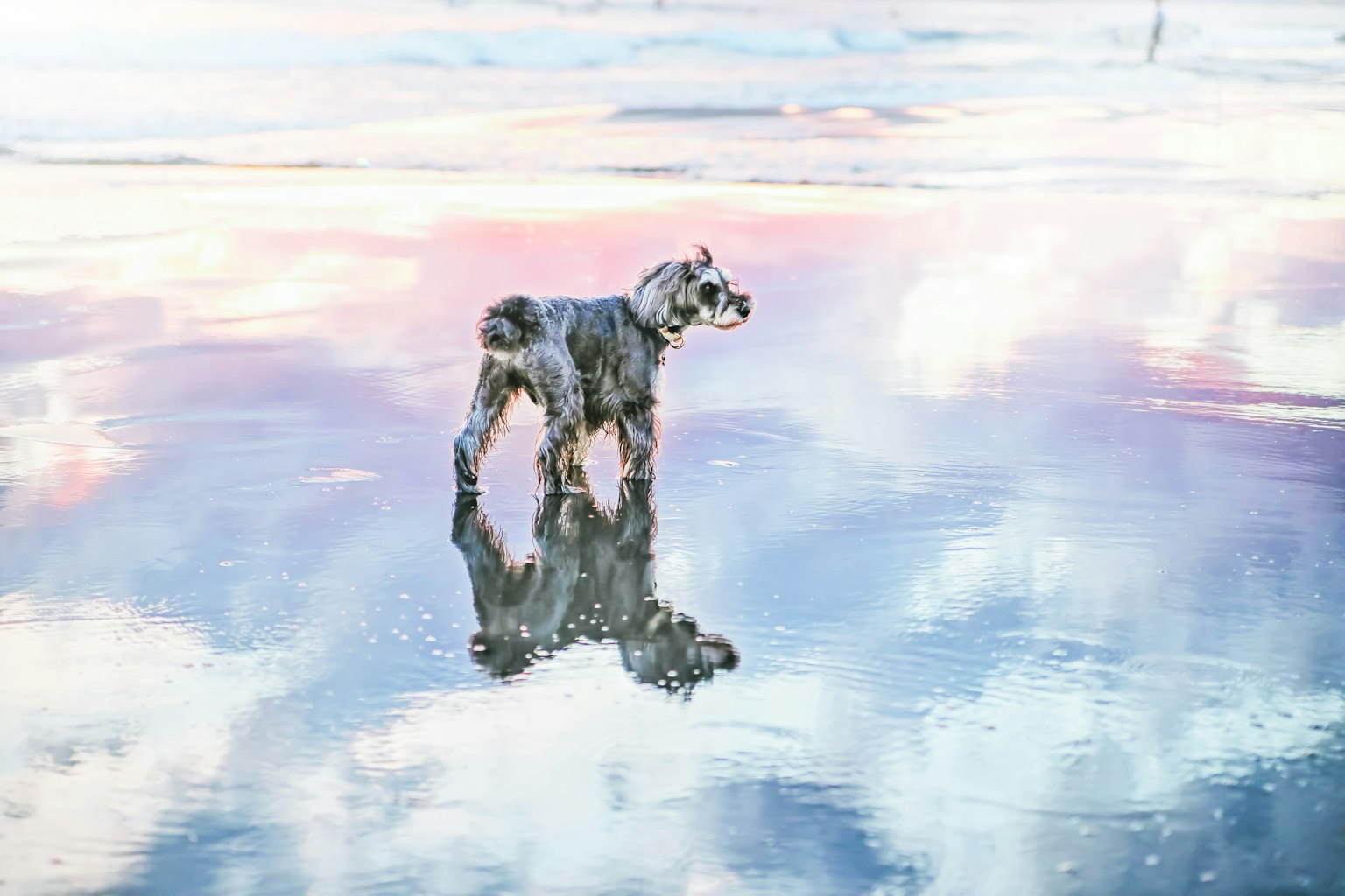 Anjing berdiri di atas permukaan reflektif di pantai