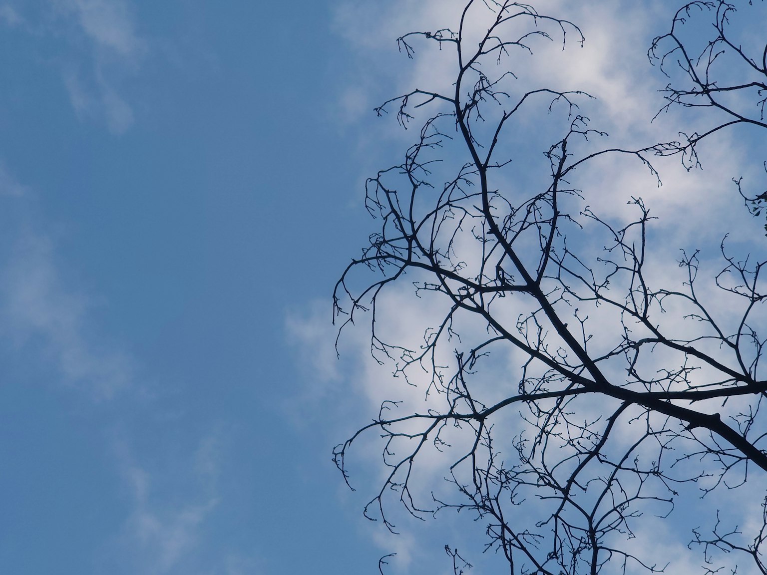 Cabang tipis yang menjulang ke langit biru dengan awan