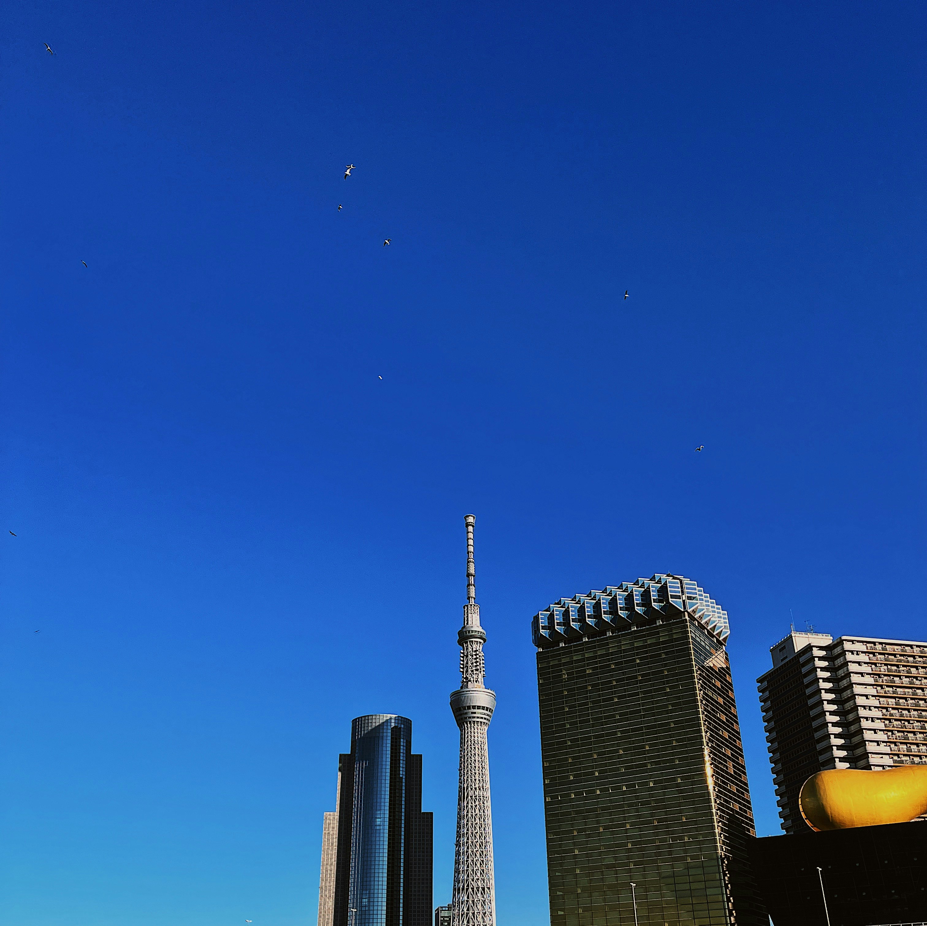 青空の下にそびえるスカイツリーと高層ビル群