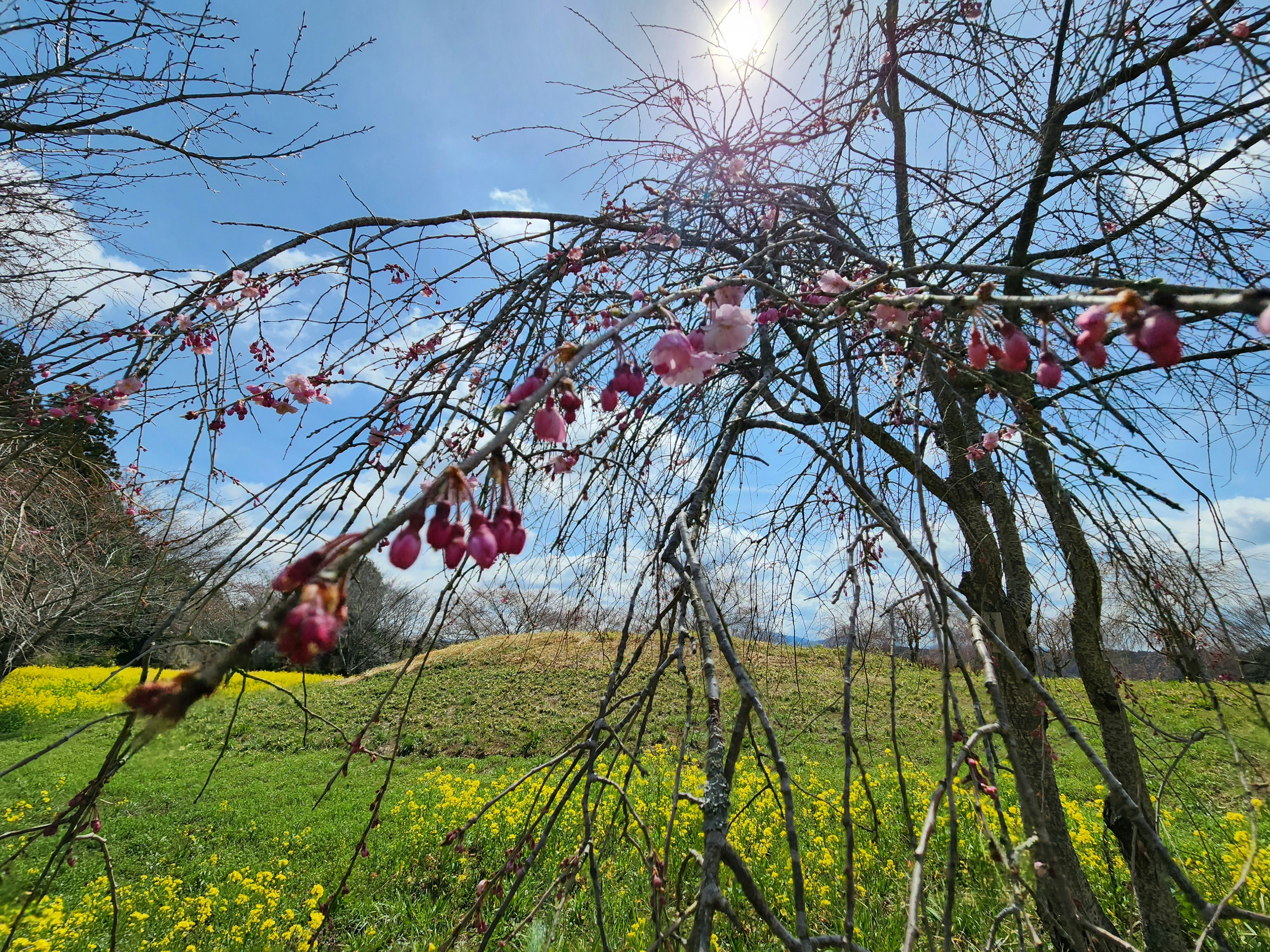 小宅古墳群の丘陵で咲く枝垂れ桜と菜の花の春景色