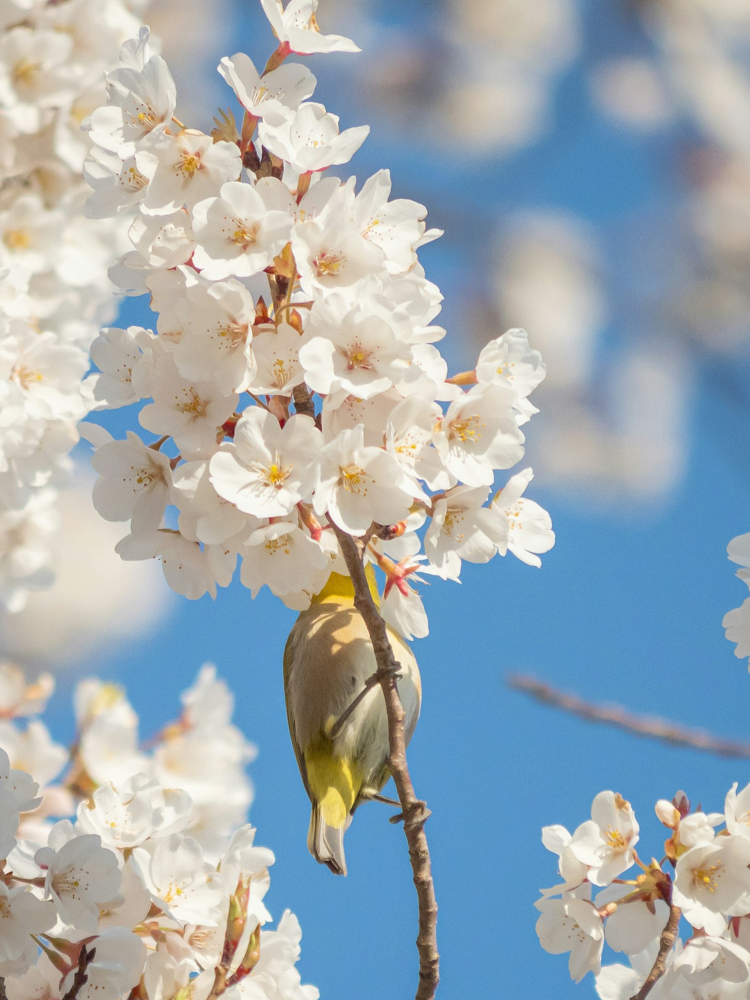 Close-up of a bird among cherry blossoms