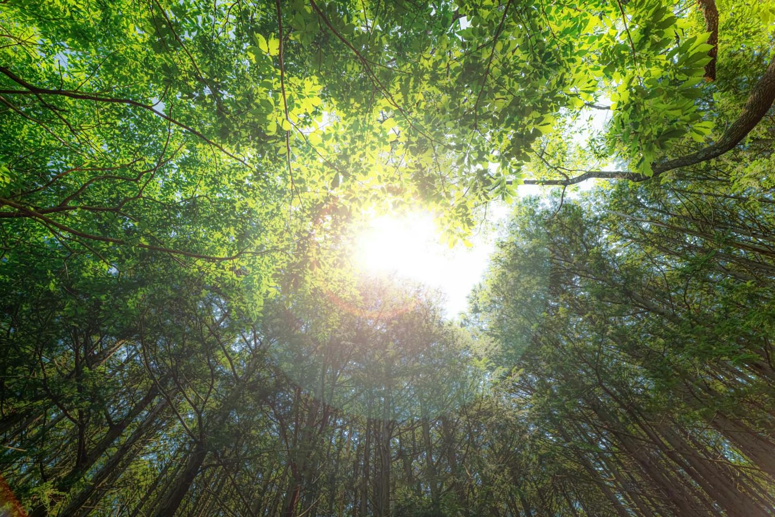 Pemandangan sinar matahari yang menyinari pepohonan hijau subur di hutan