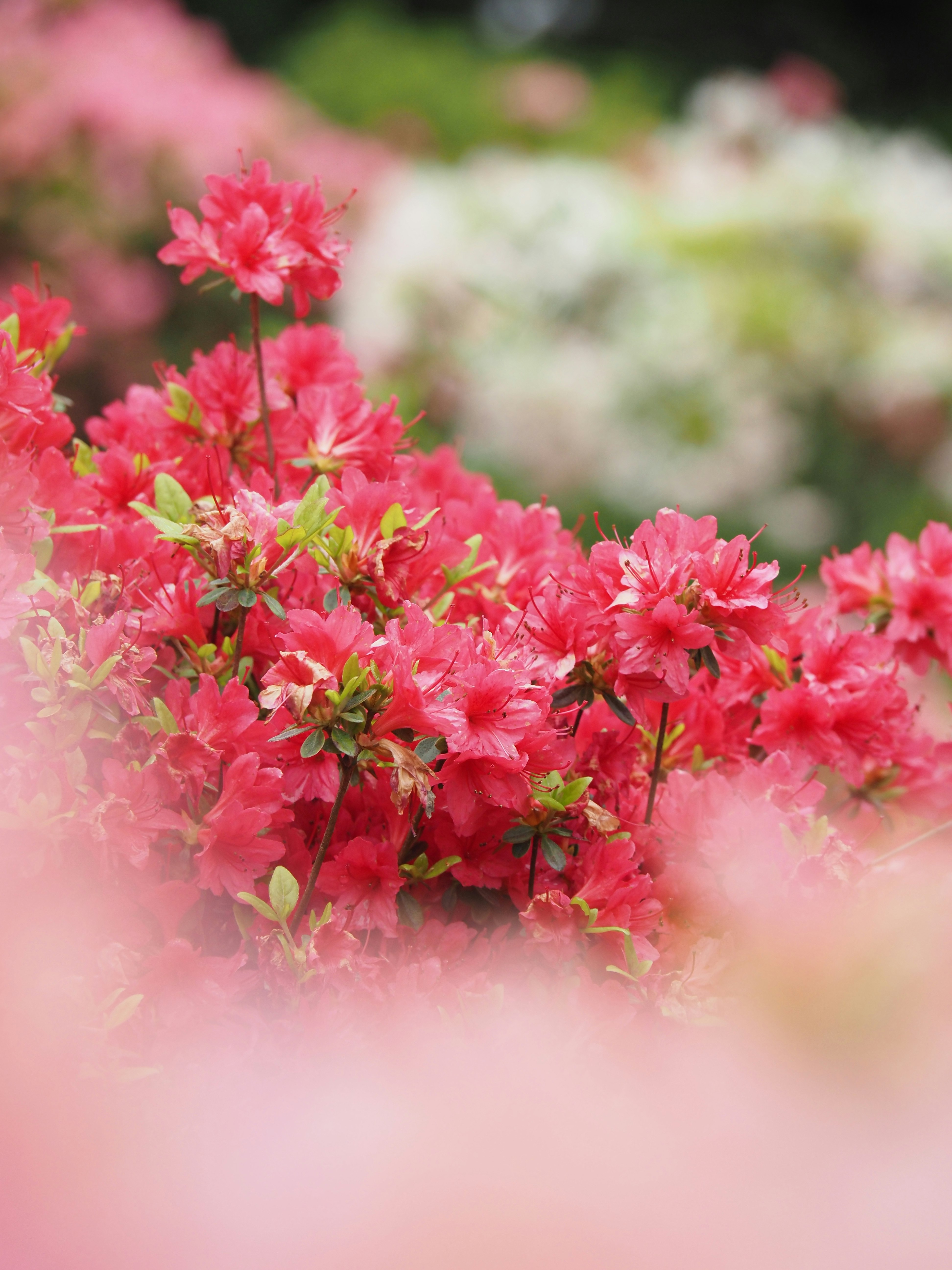 Flores de azalea rosa vibrante floreciendo en un jardín