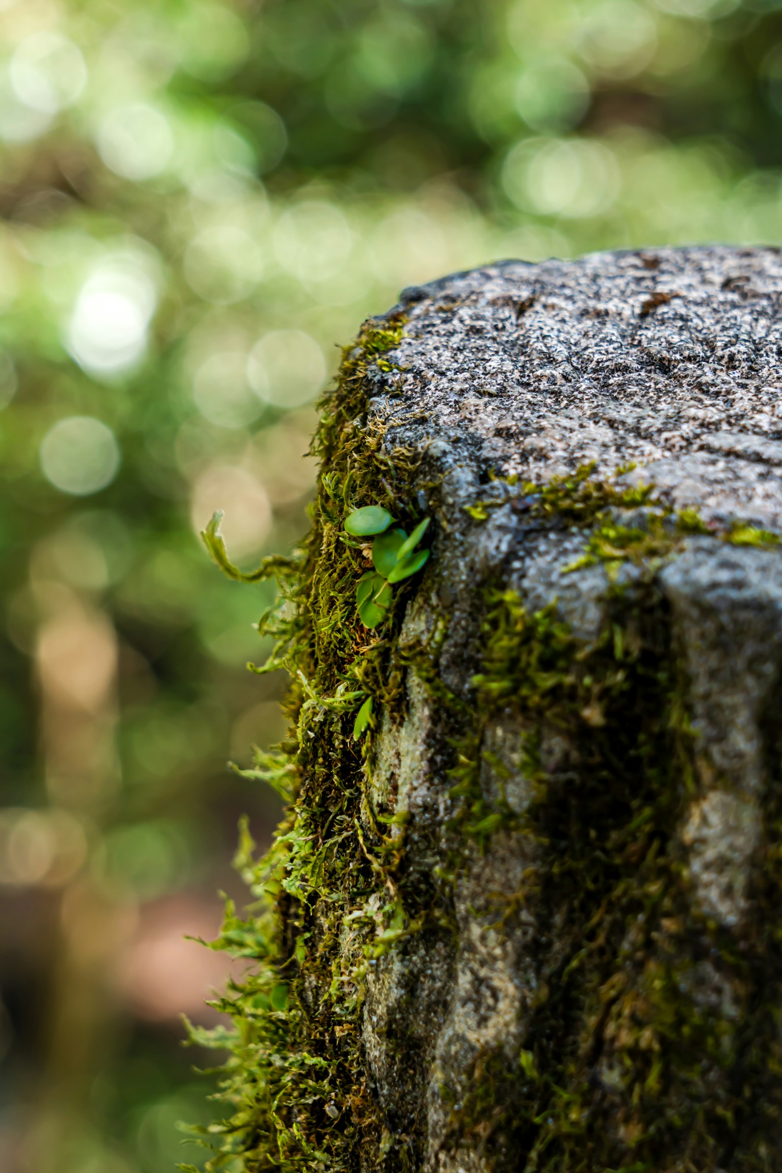 Close-up of a mossy tree stump Green moss covering the surface of the wood Blurred natural background