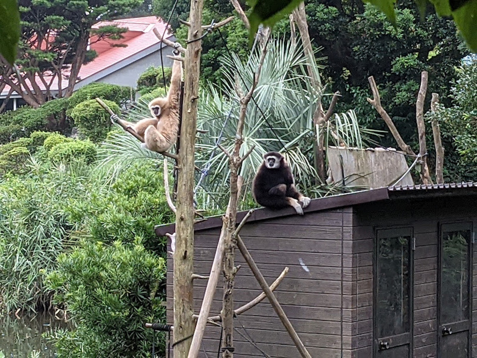 Dua gibon duduk di struktur kayu dikelilingi oleh vegetasi subur