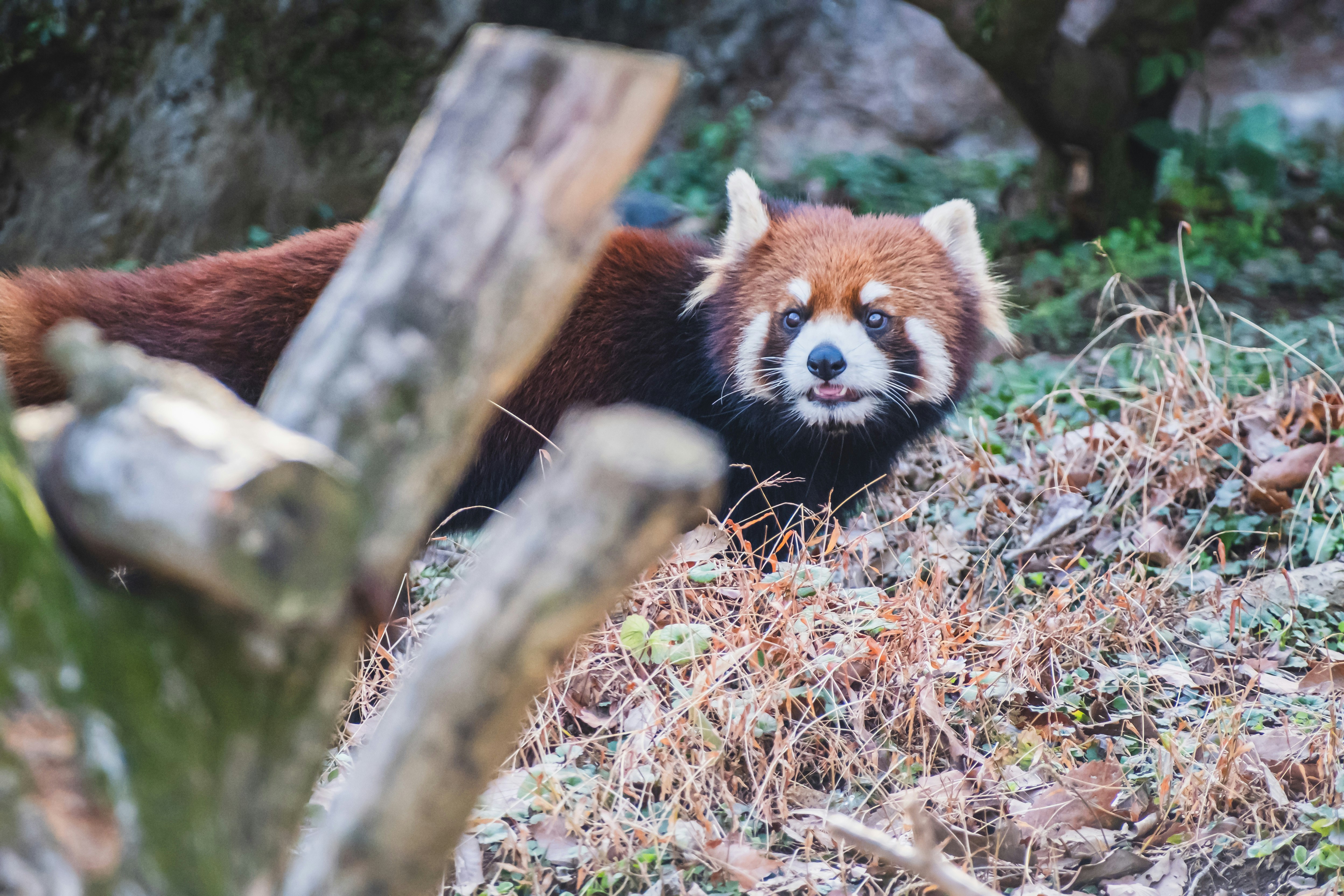 a red panda in the grass