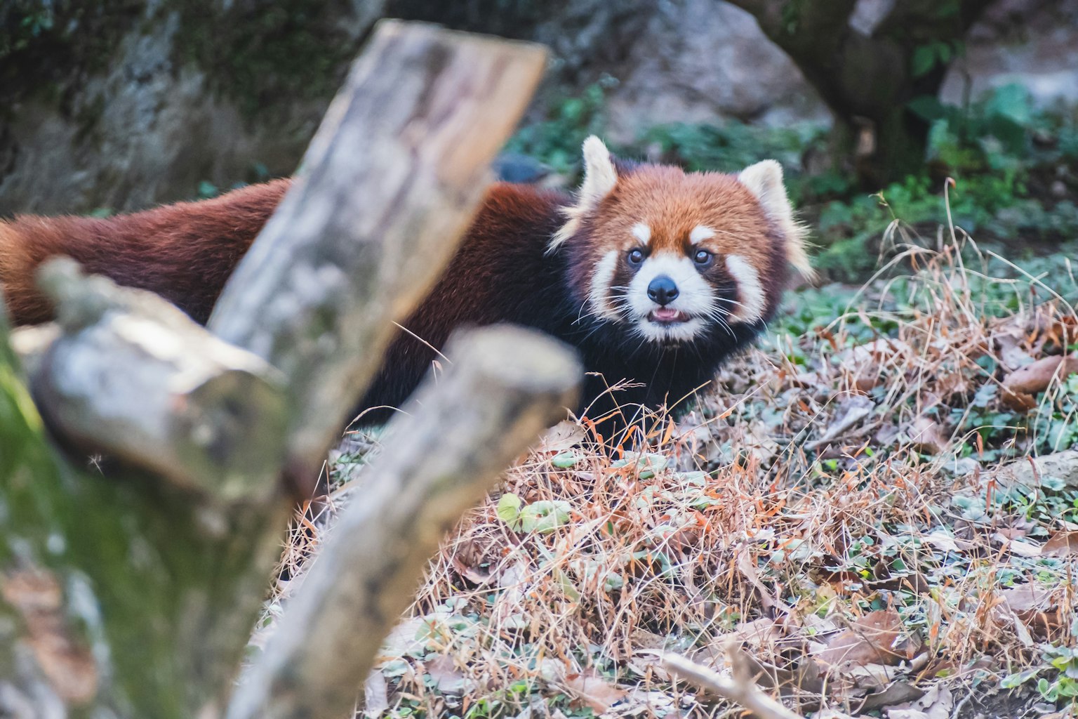 Roter Panda in einer Waldumgebung