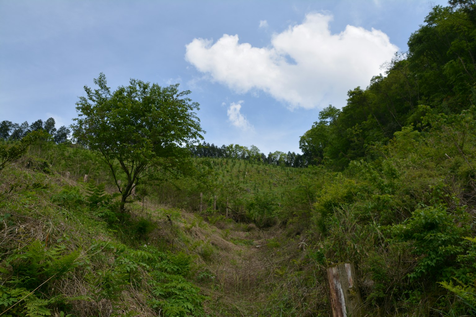Sentiero che attraversa una collina lussureggiante con alberi e cielo blu