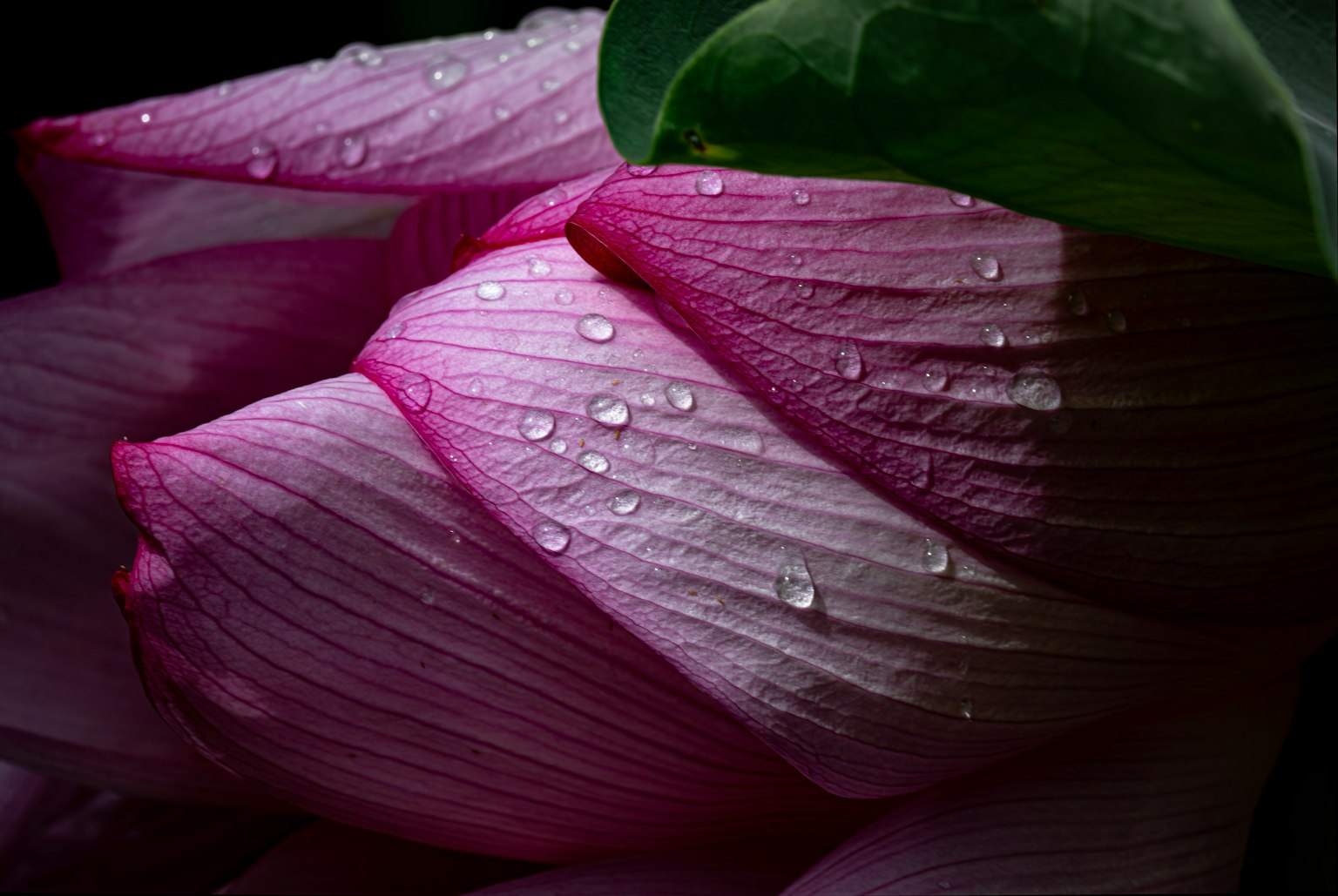 Primer plano de pétalos de loto rosa con gotas de agua