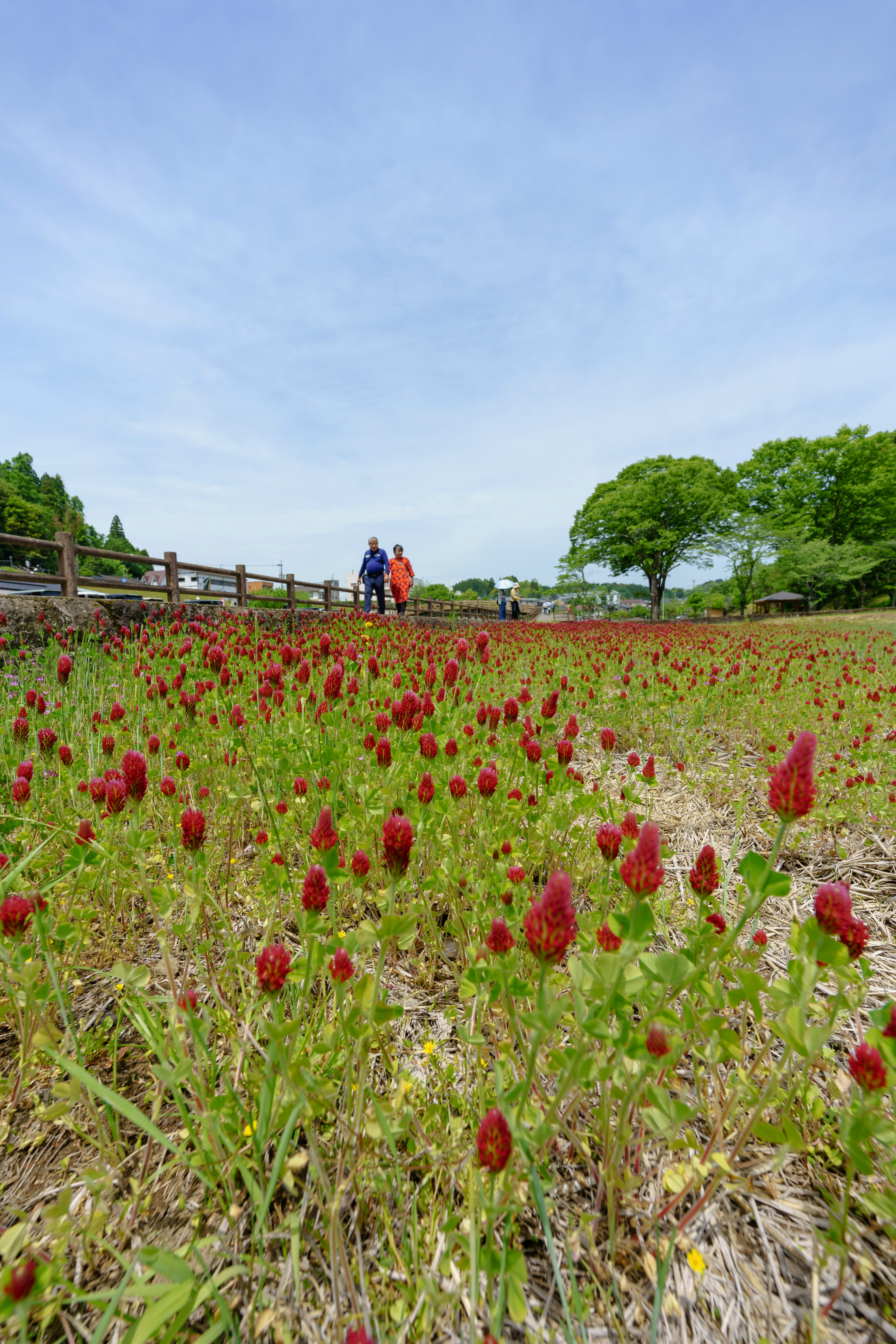 チューリップ畑の中を歩く人々のある公園の風景