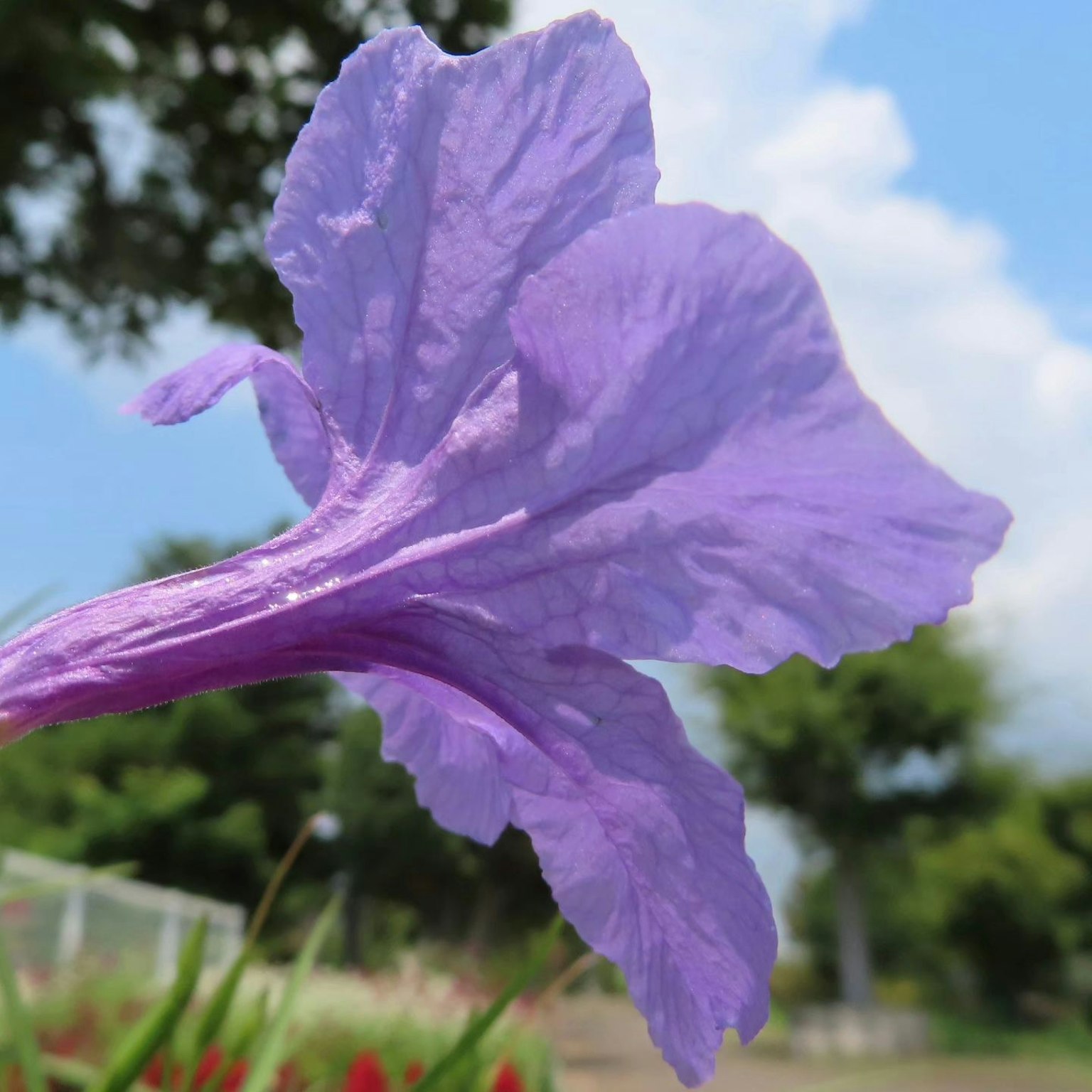 A close-up of a purple flower petal against a blue sky