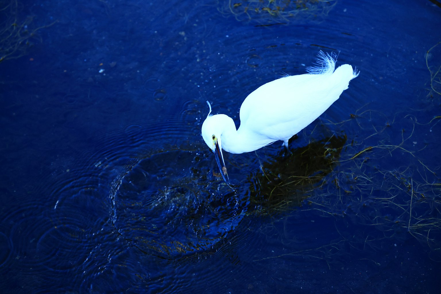 A white heron hunting for fish in a blue water surface