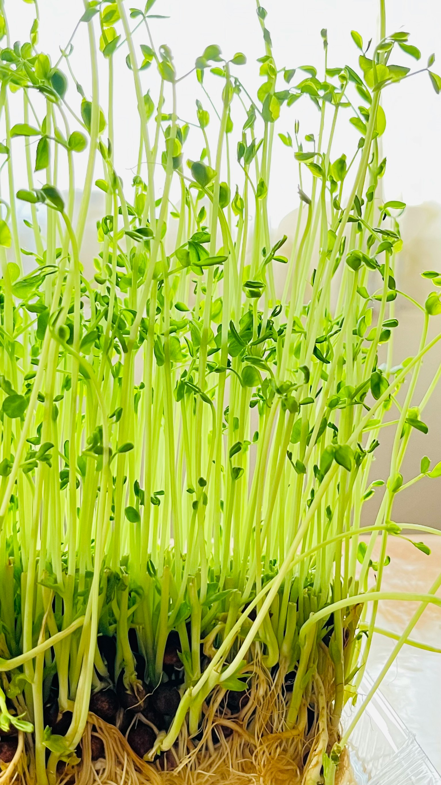 Imagen de numerosos brotes verdes con raíces visibles