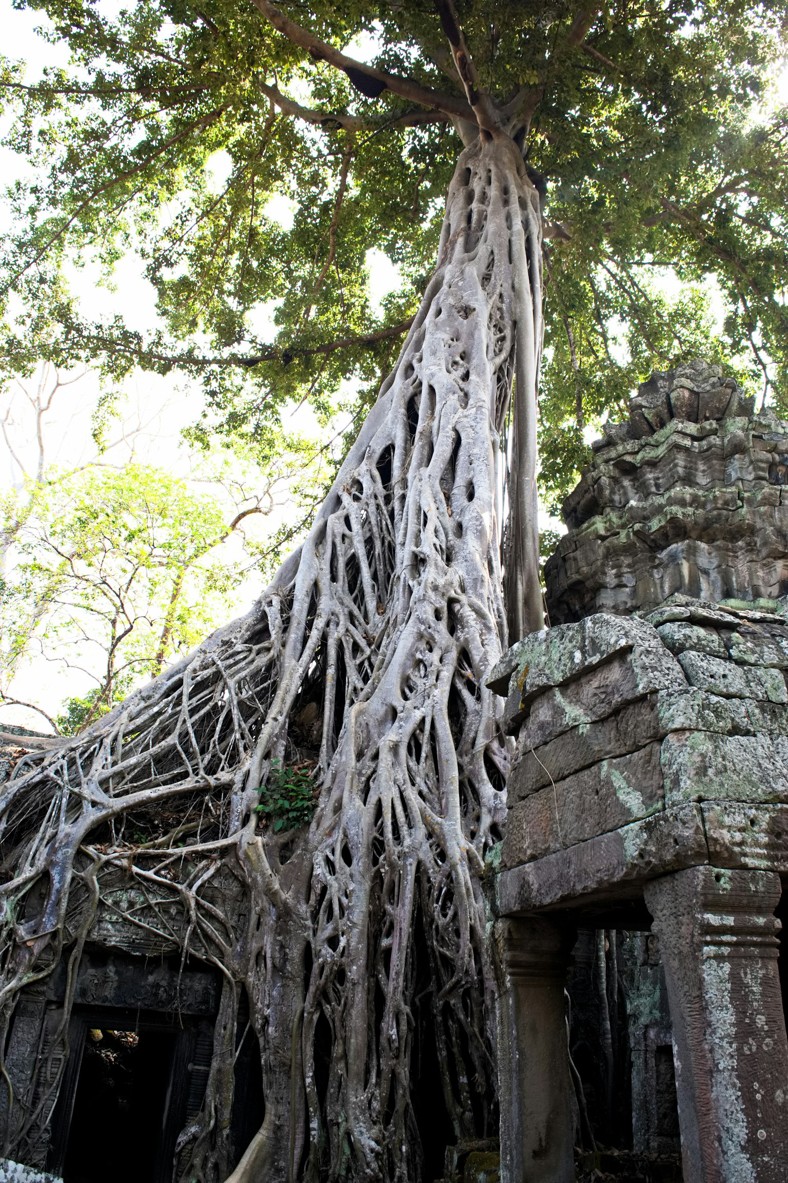 Un grand arbre aux racines exposées enveloppant une ruine ancienne