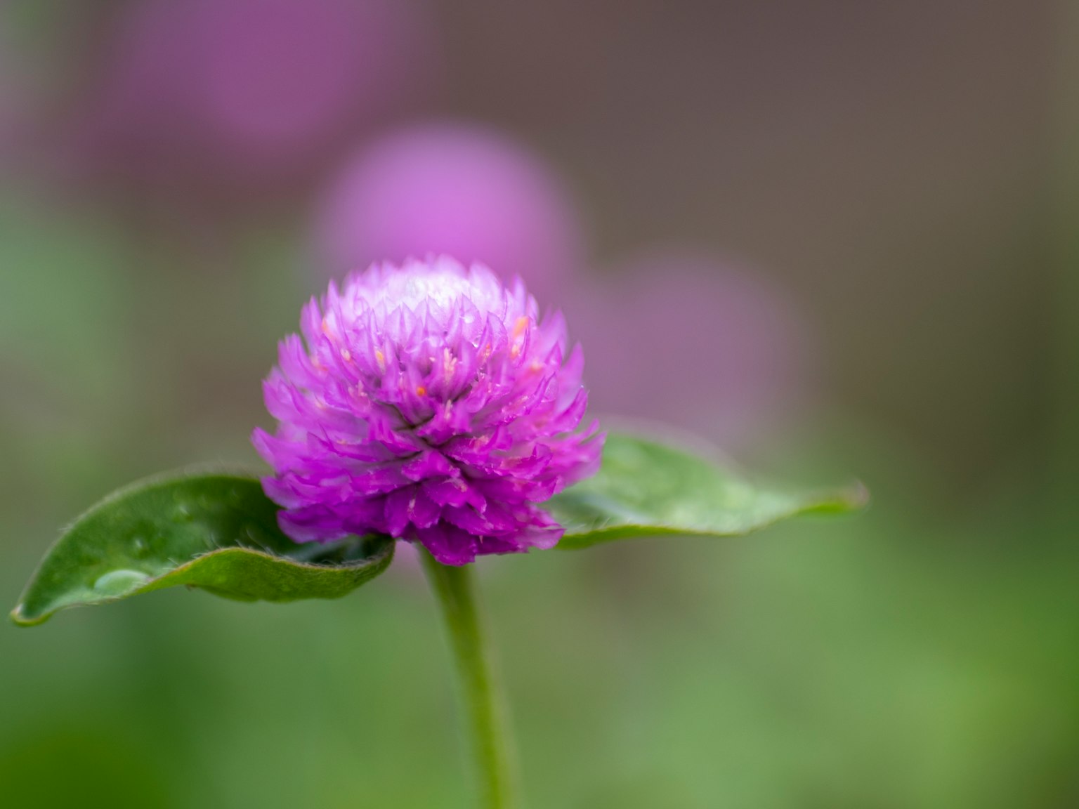 Nahaufnahme einer lila Blume mit grünen Blättern