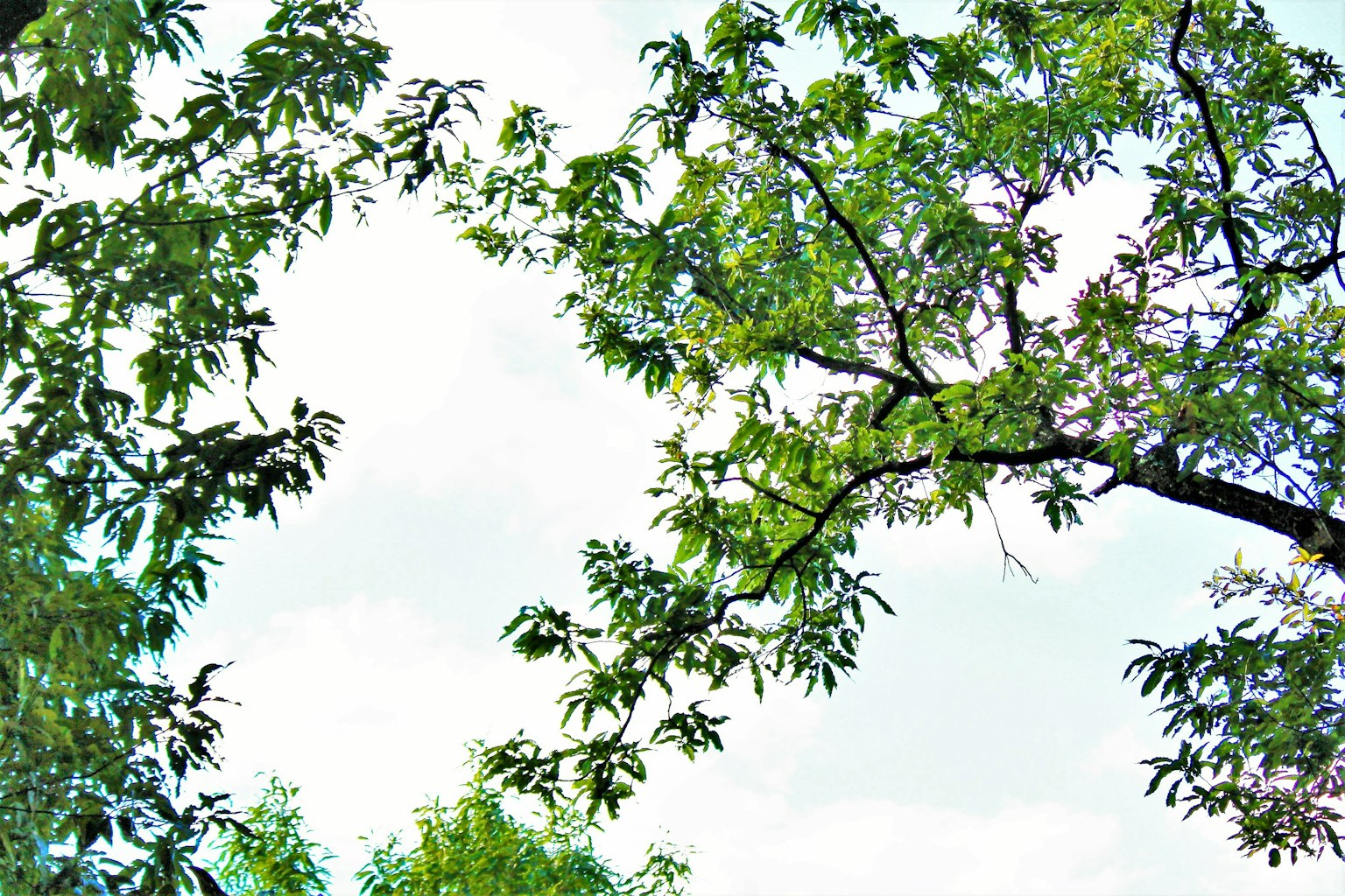 Feuilles d'arbres vertes luxuriantes encadrant un ciel clair