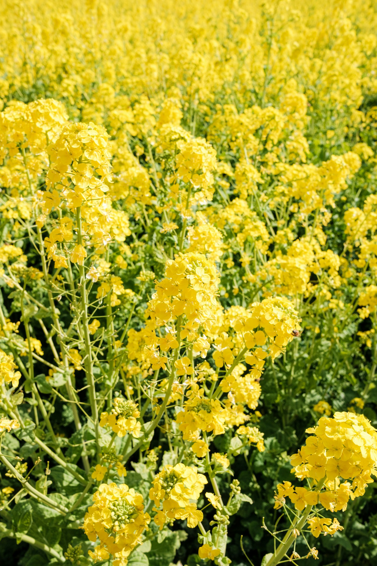 Ampio campo di fiori di colza gialli e brillanti