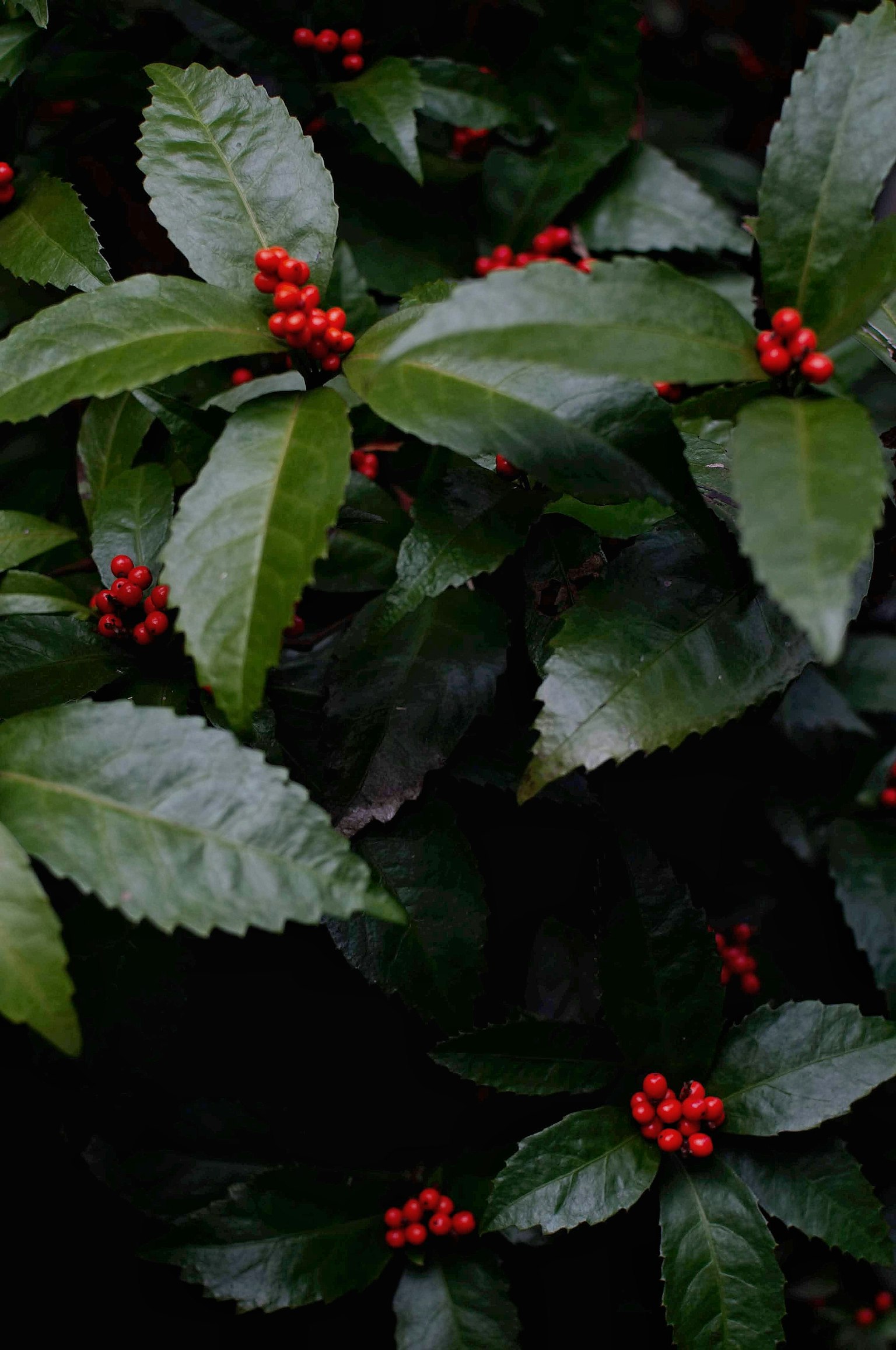 Close-up tanaman dengan daun hijau dan buah merah