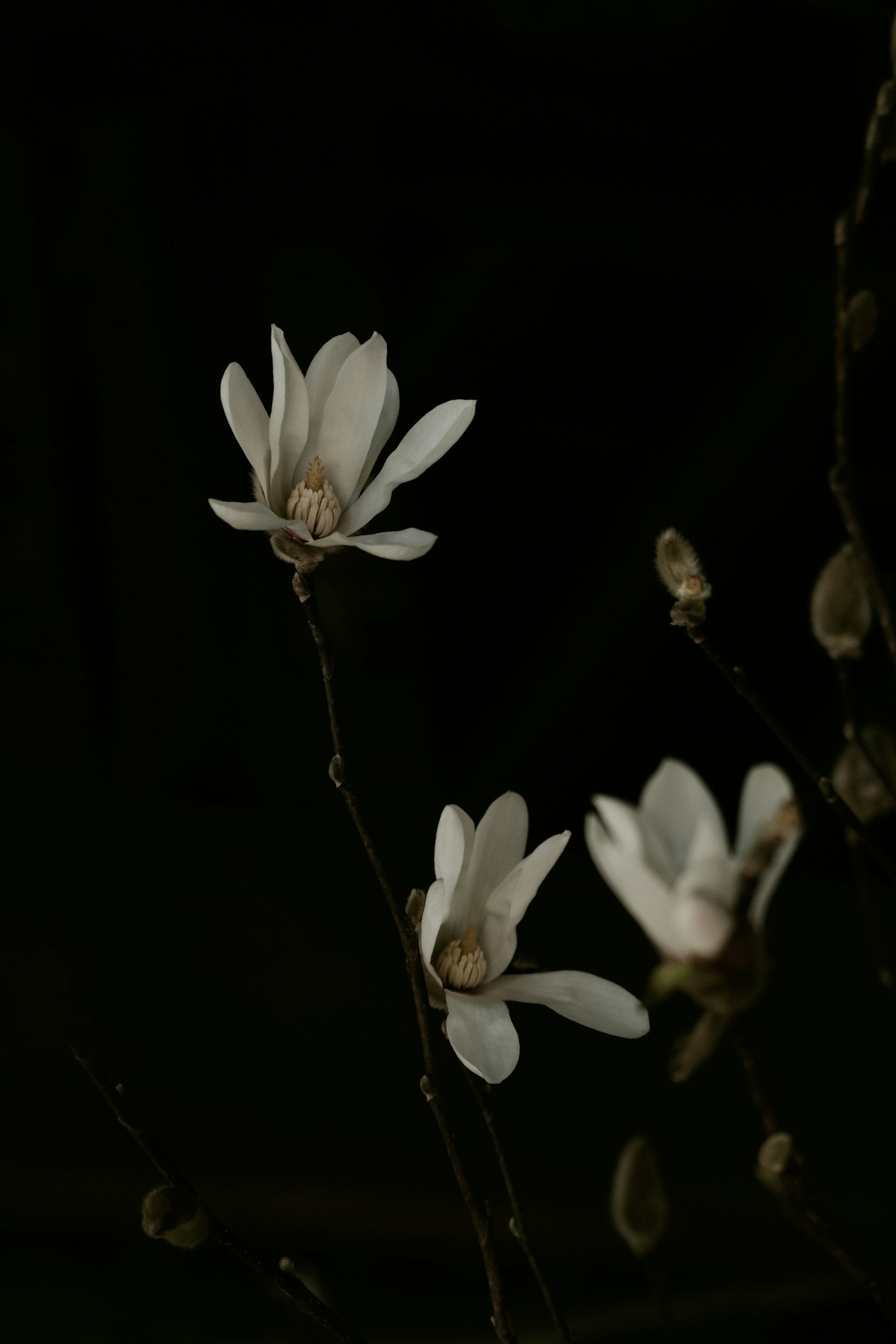 Rami di magnolia con fiori bianchi su sfondo scuro