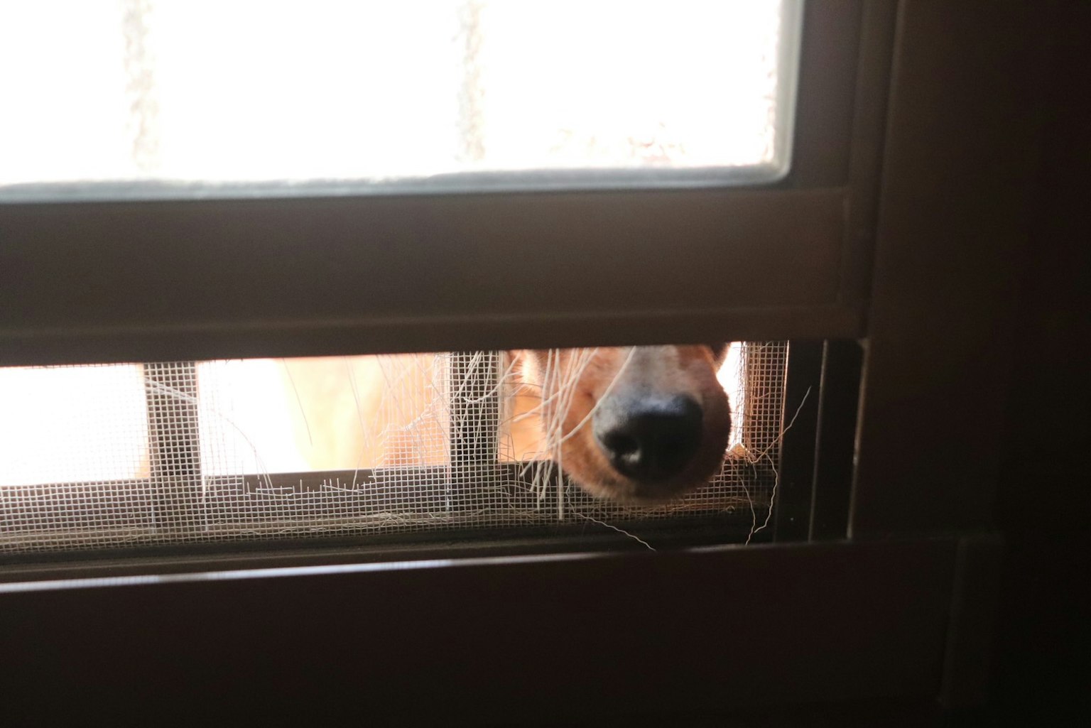 Visage d'un chien regardant à travers une fente dans une porte