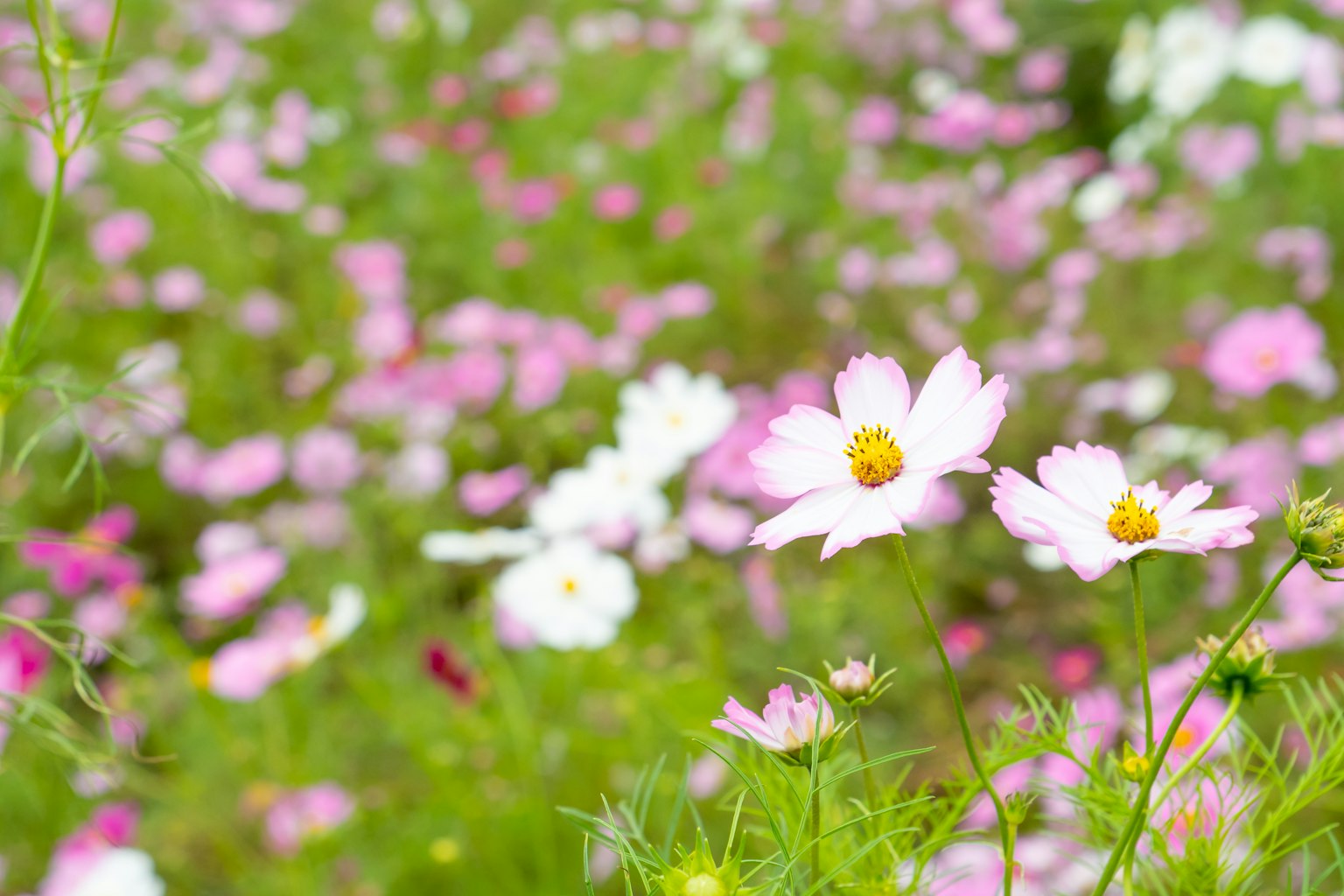 Feld mit blühenden Kosmosblumen in Rosa und Weiß