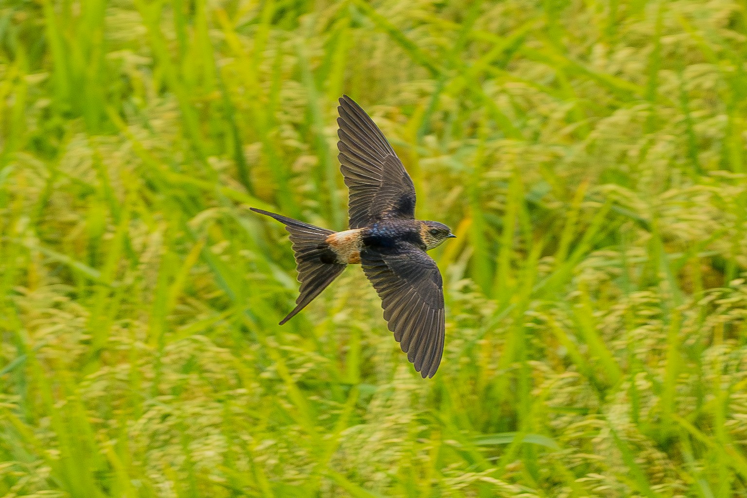 Un oiseau volant au-dessus des champs de riz verts
