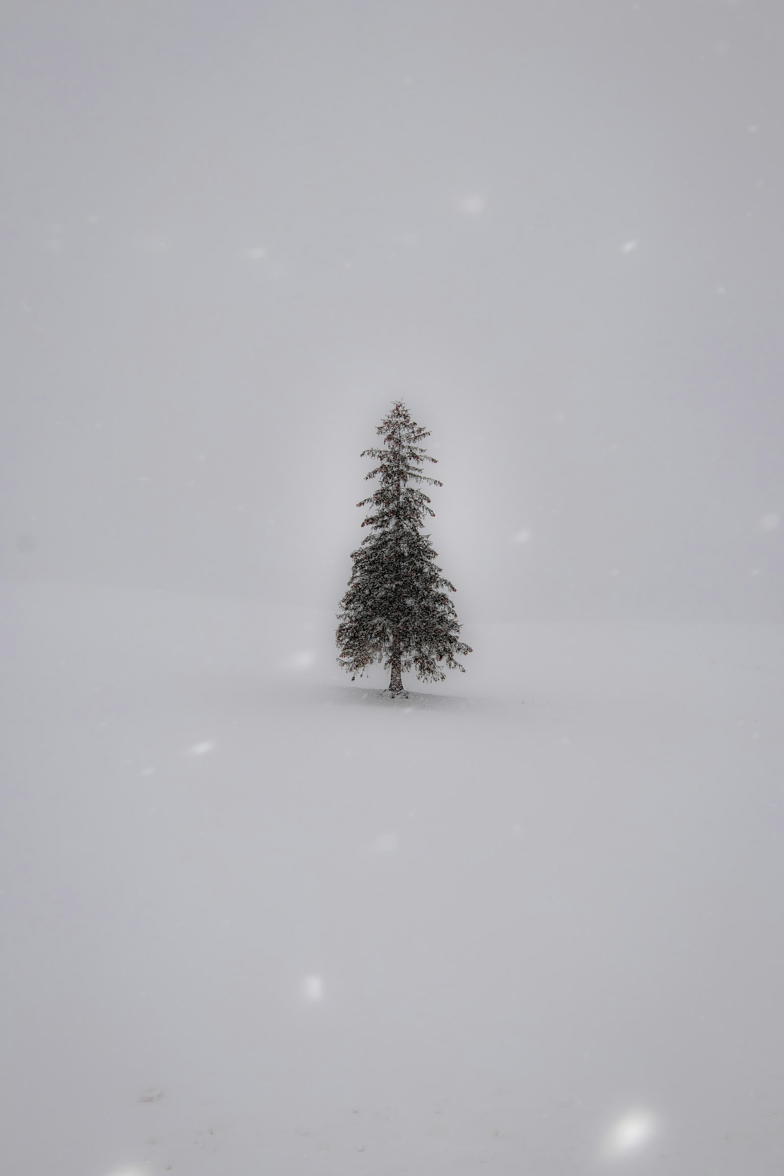 A single tree standing in a snowy landscape
