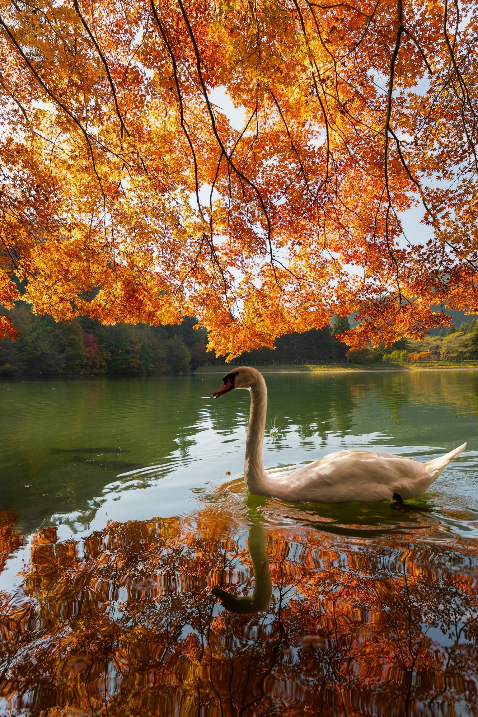 Un cygne gracieux nageant dans un lac tranquille entouré de feuillage d'automne vibrant