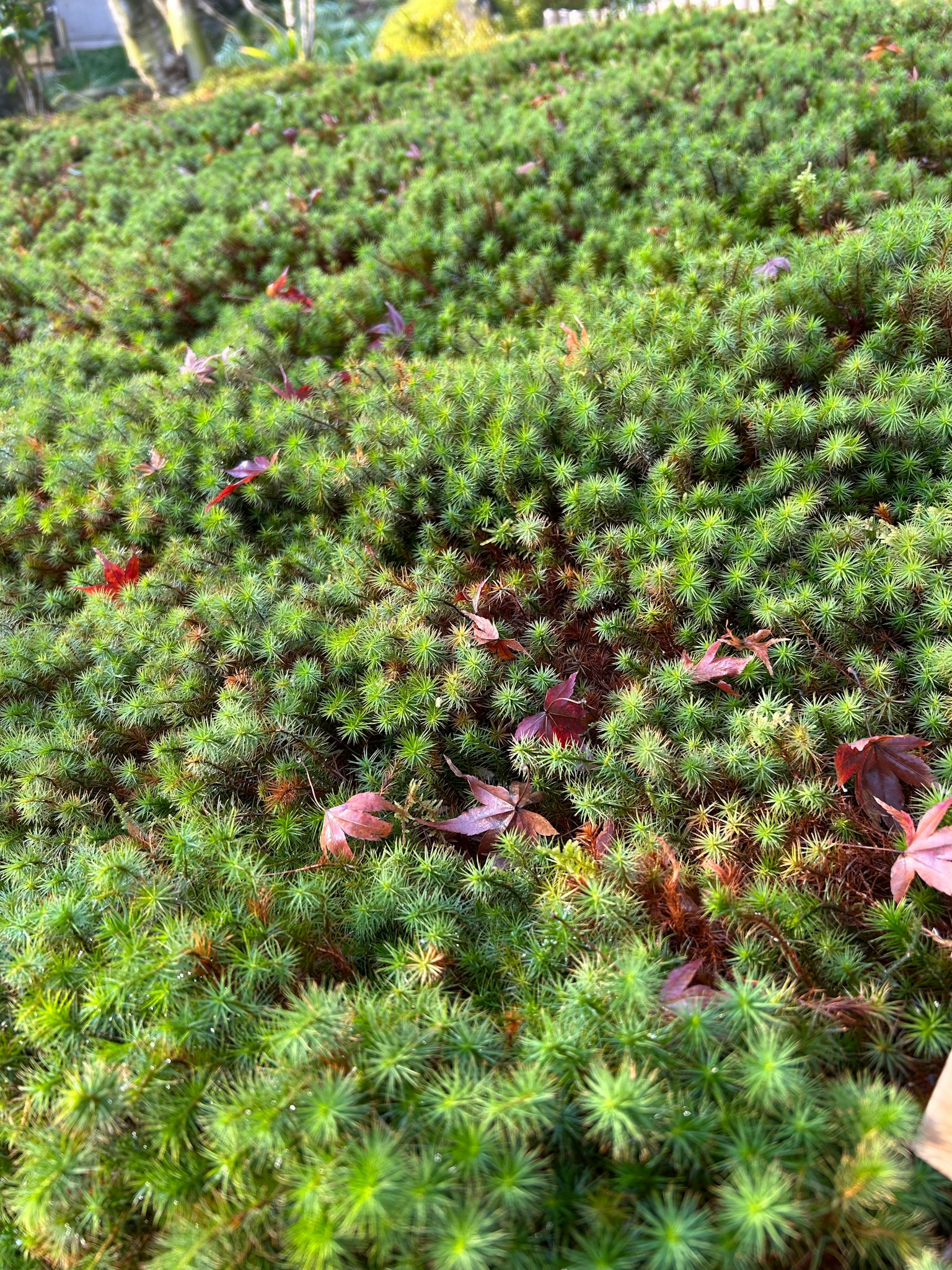 Un paesaggio di muschio verde con foglie rosse sparse