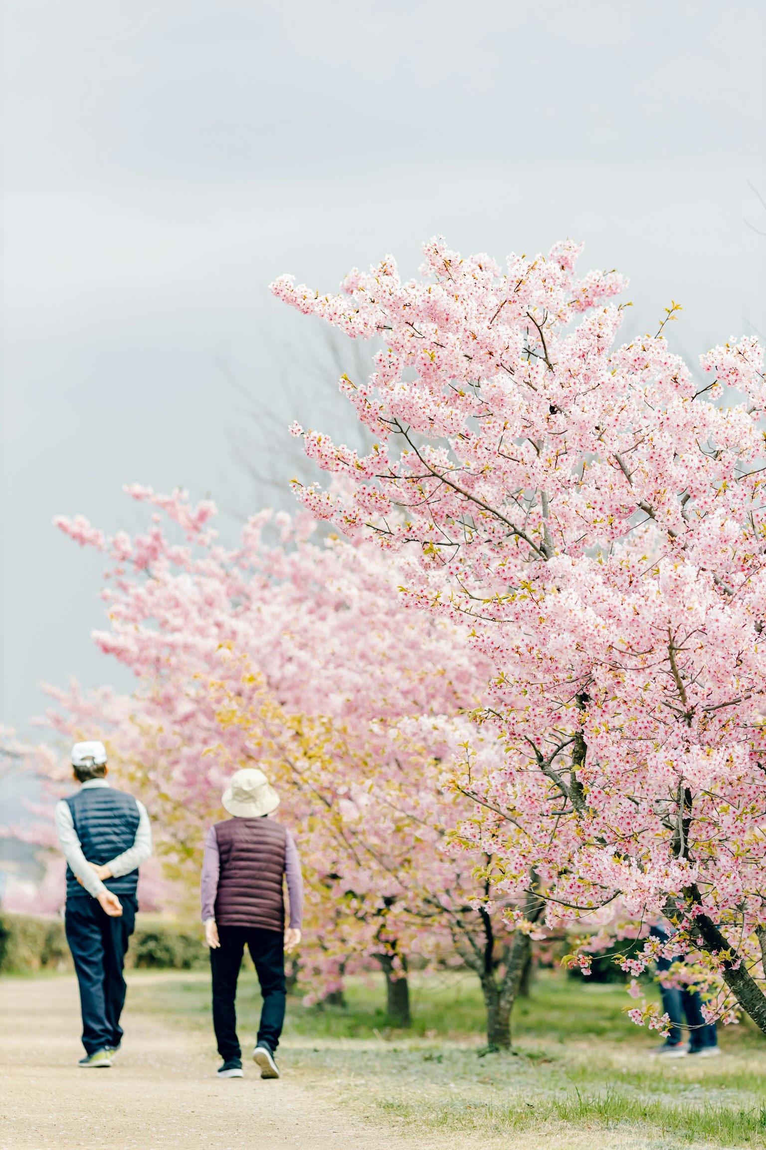 Two people walking along a cherry blossom tree-lined path