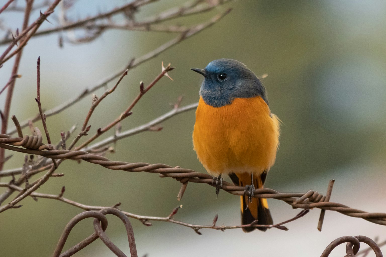 Burung kecil dengan kepala biru dan dada oranye bertengger di dahan