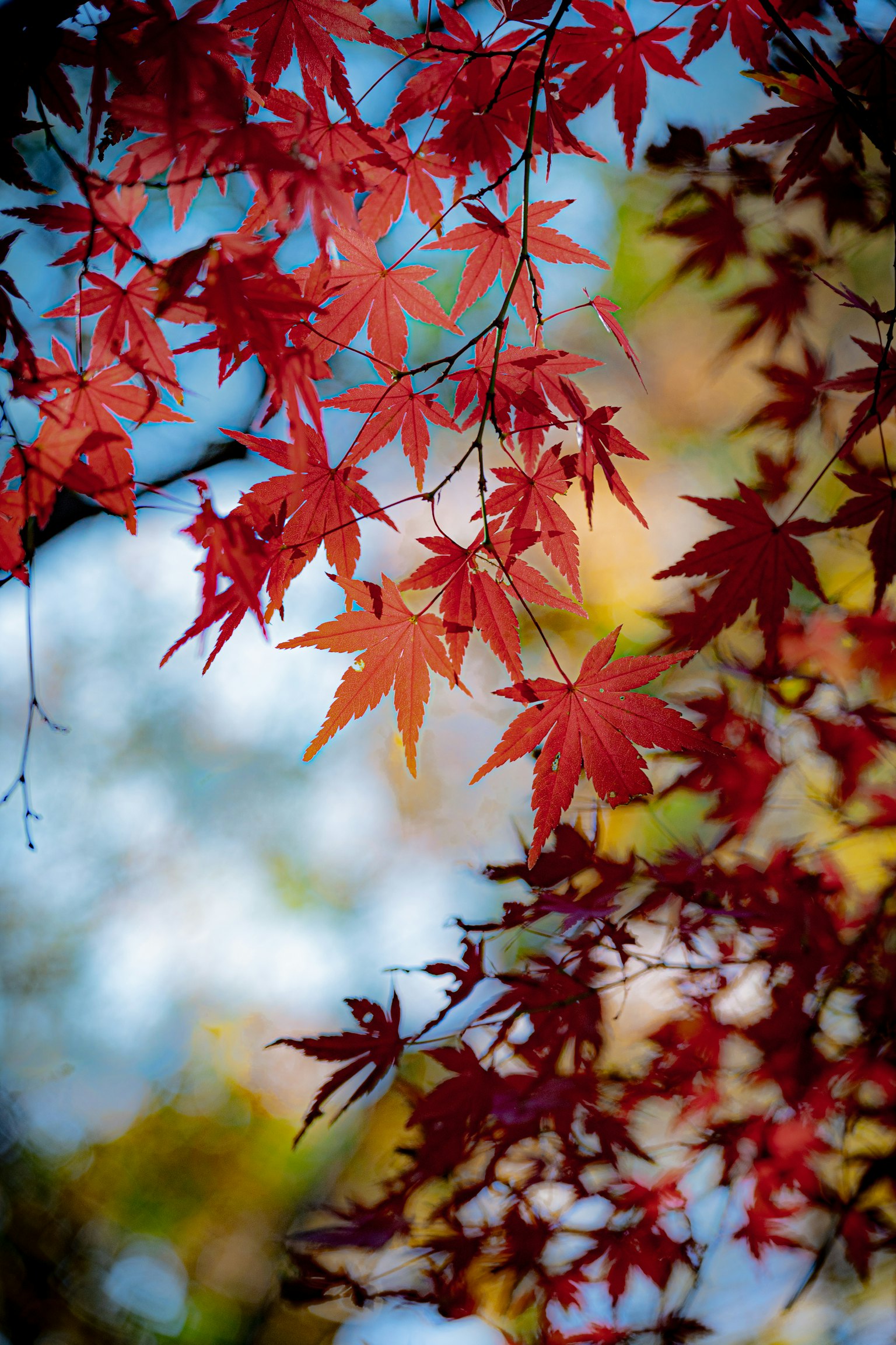 鮮やかな赤いモミジの葉が青空を背景に浮かび上がる美しい秋の風景