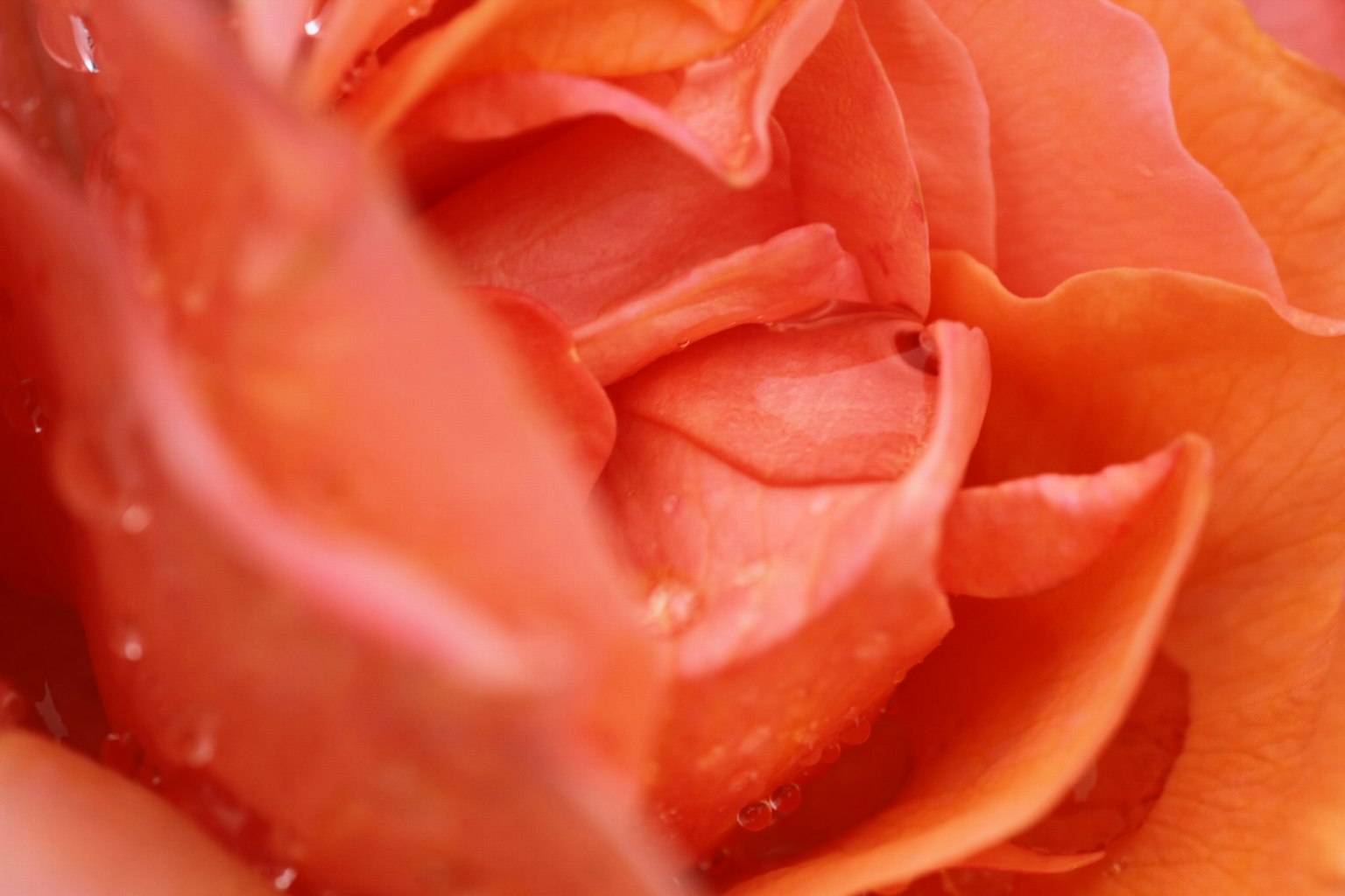 Primer plano de pétalos de rosa naranja