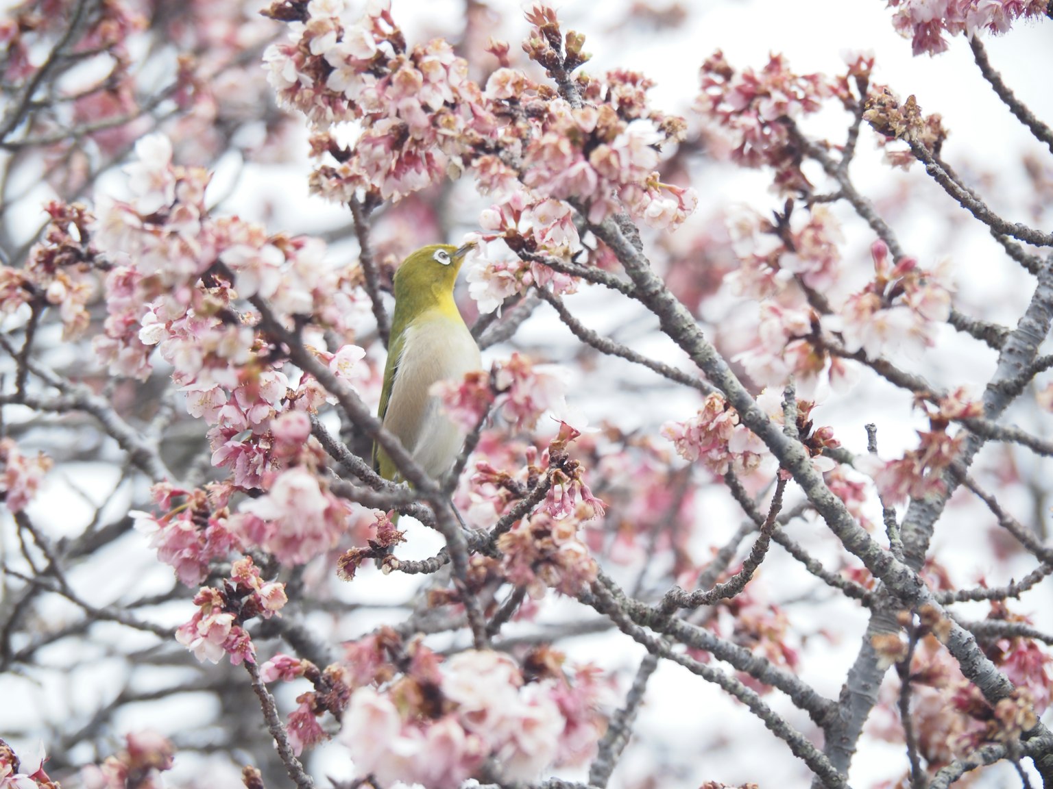 Un piccolo uccello tra i fiori di ciliegio