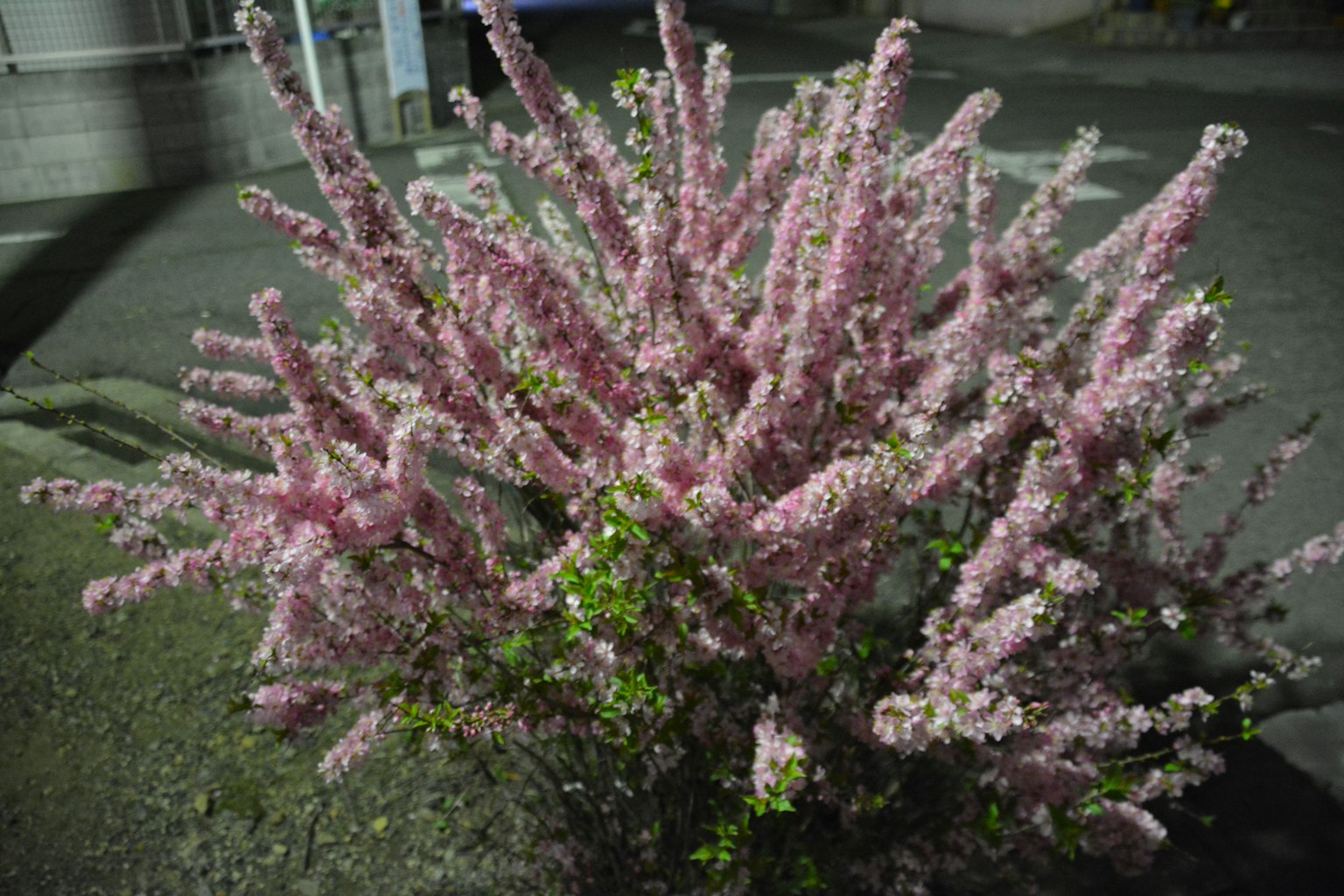 夜に咲くピンクの花がたくさんついた低木の茂み
