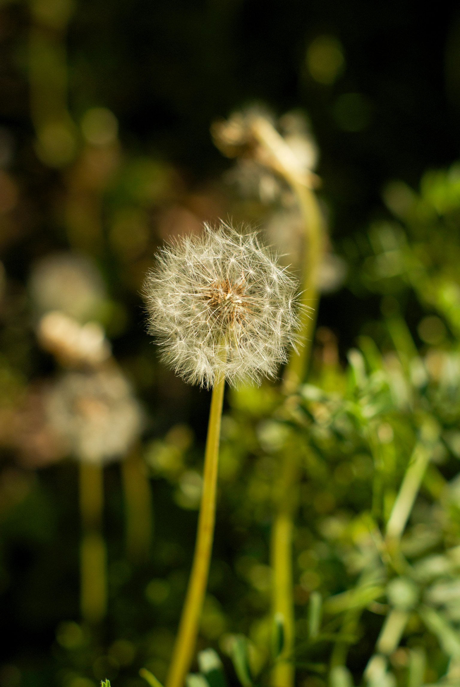 A white dandelion flower stands against a green background
