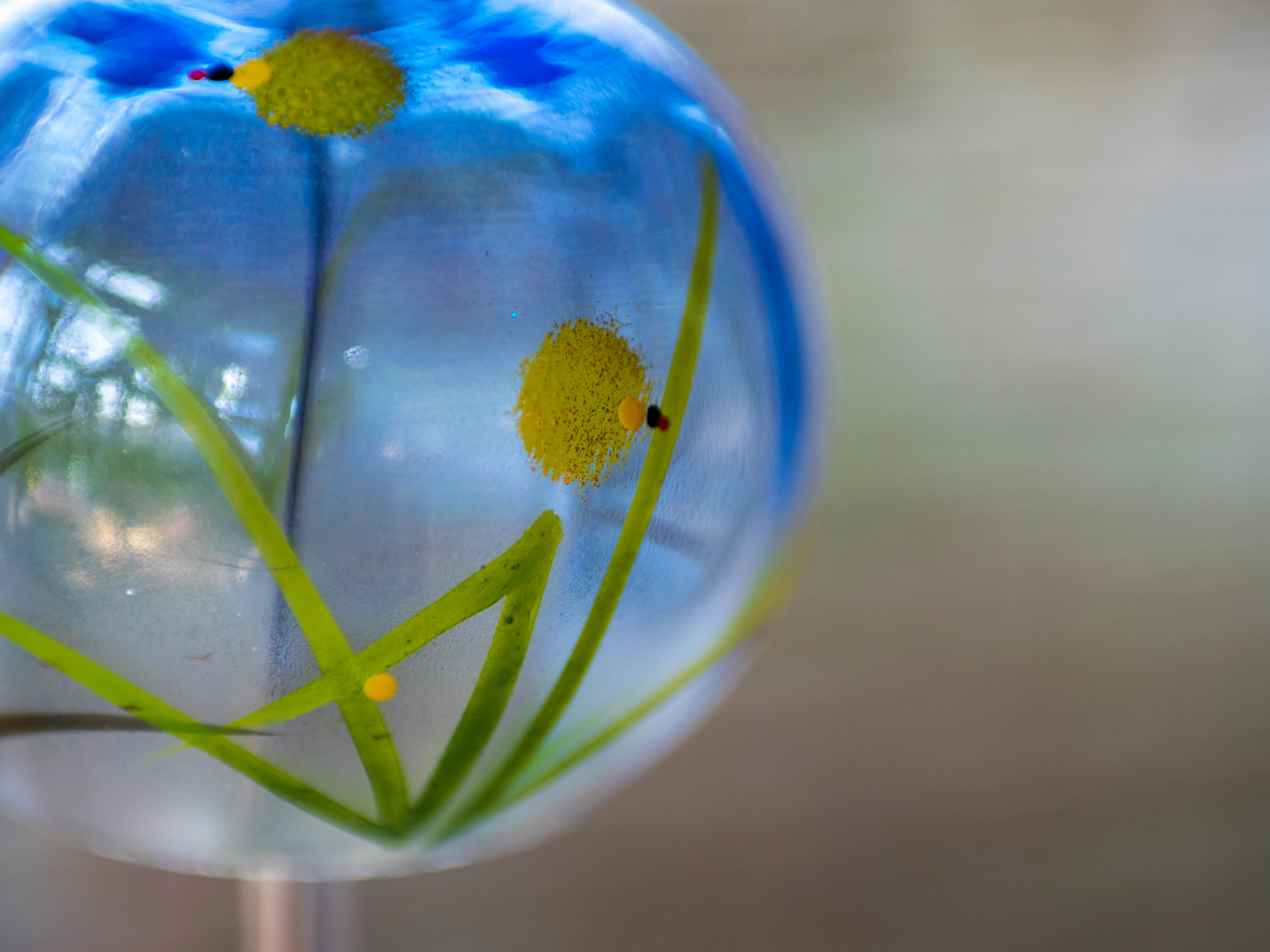透明な水滴に映るタンポポの花と草の細部